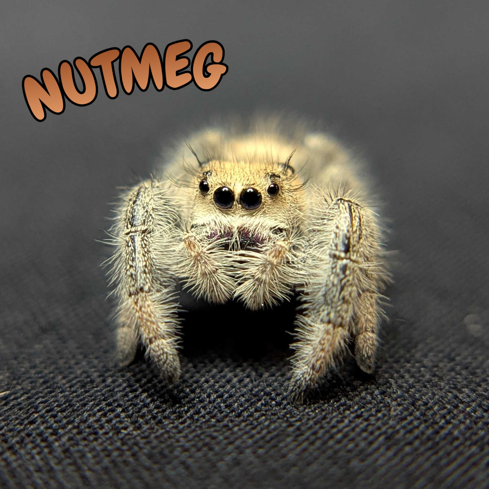 Regal Jumping Spider "Nutmeg"