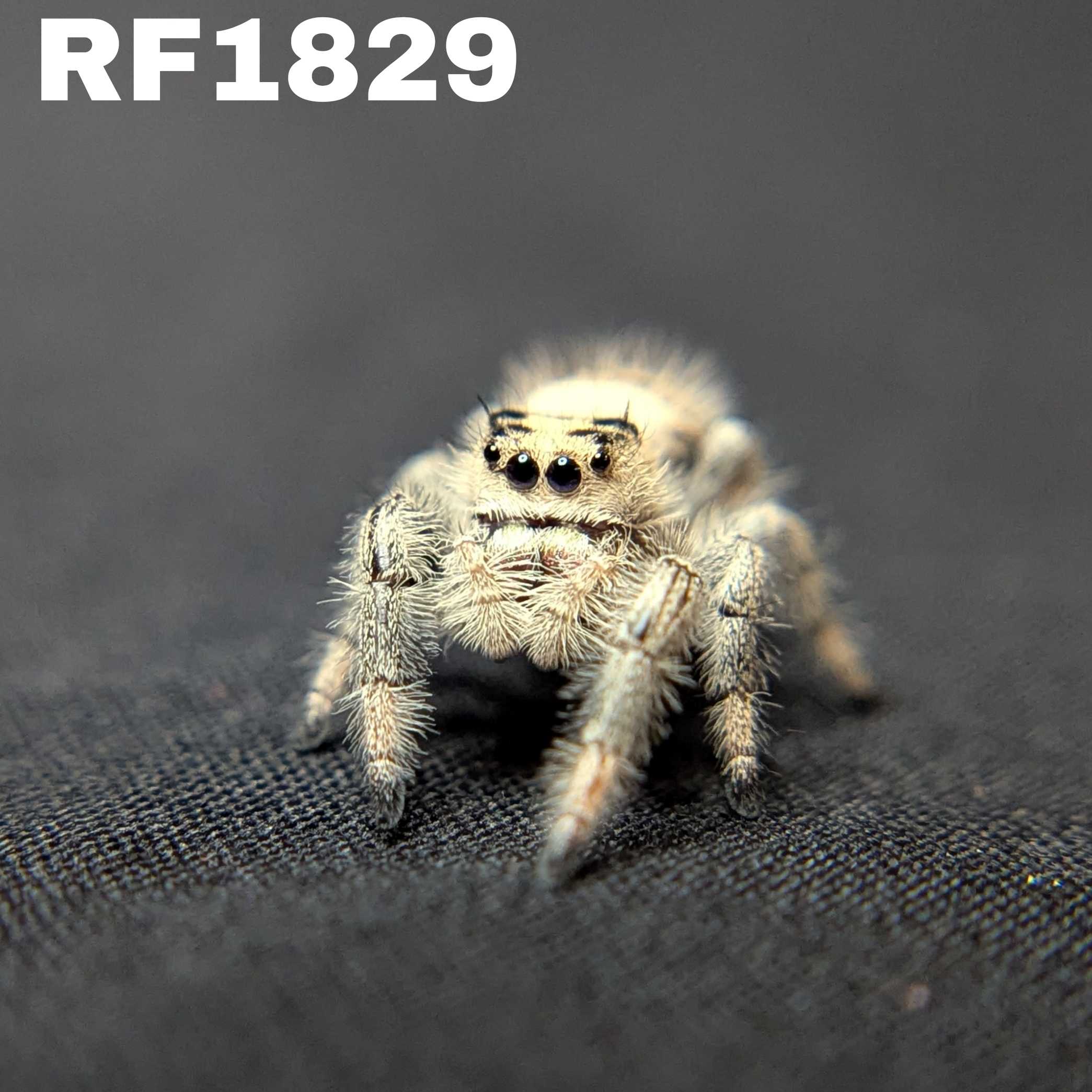 Regal Jumping Spider "Biscuit"