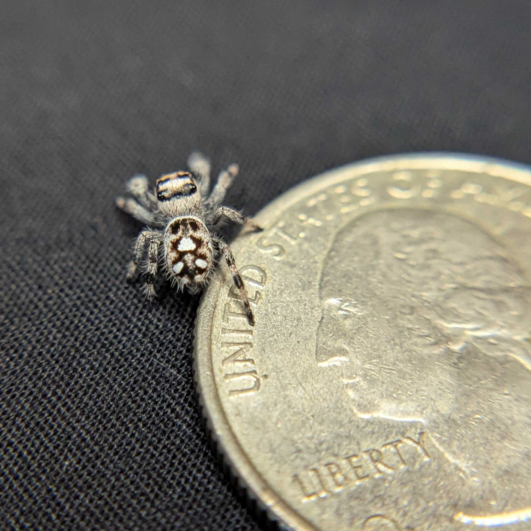 Regal Jumping Spider "Cinnasnug"