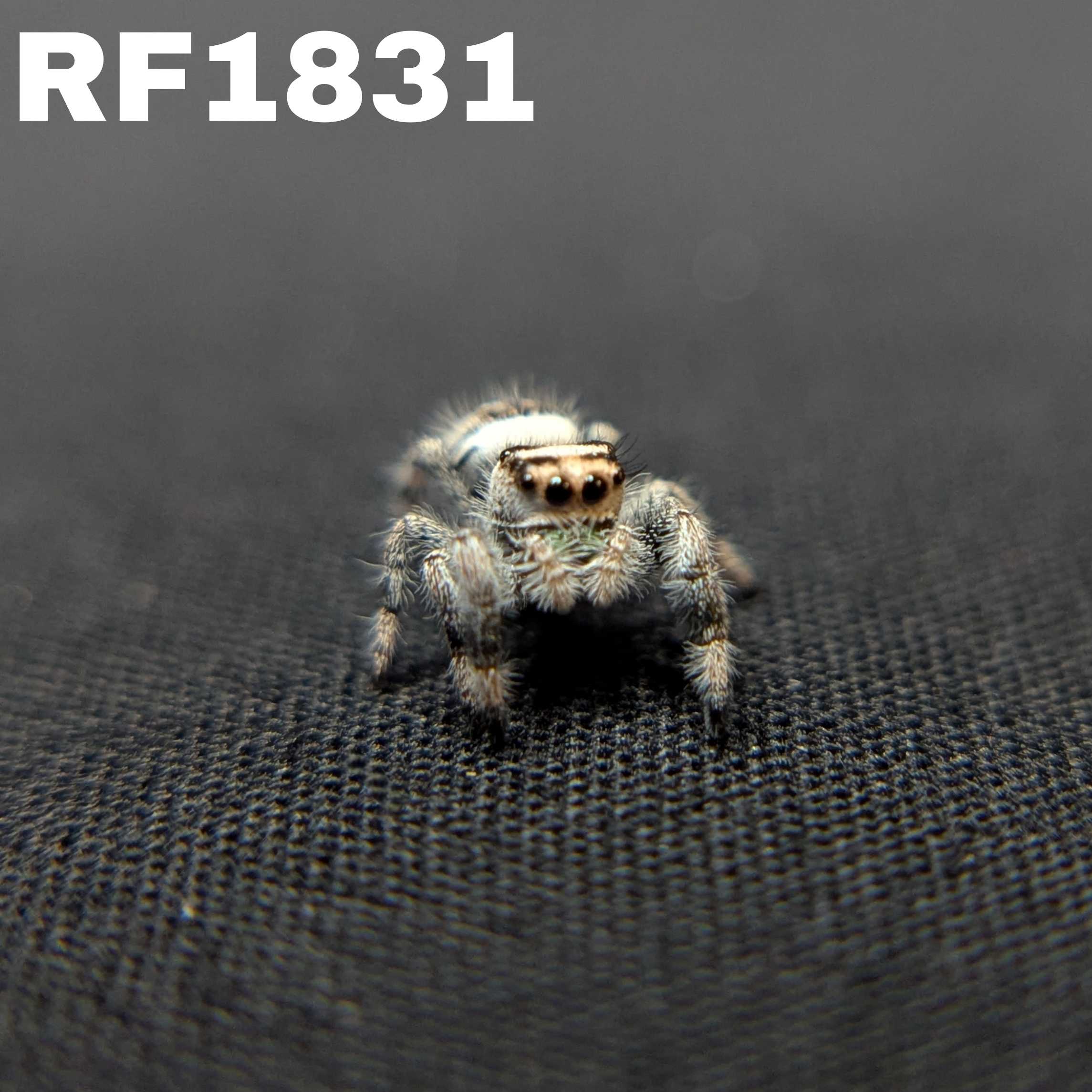 Regal Jumping Spider "Cinnasnug"