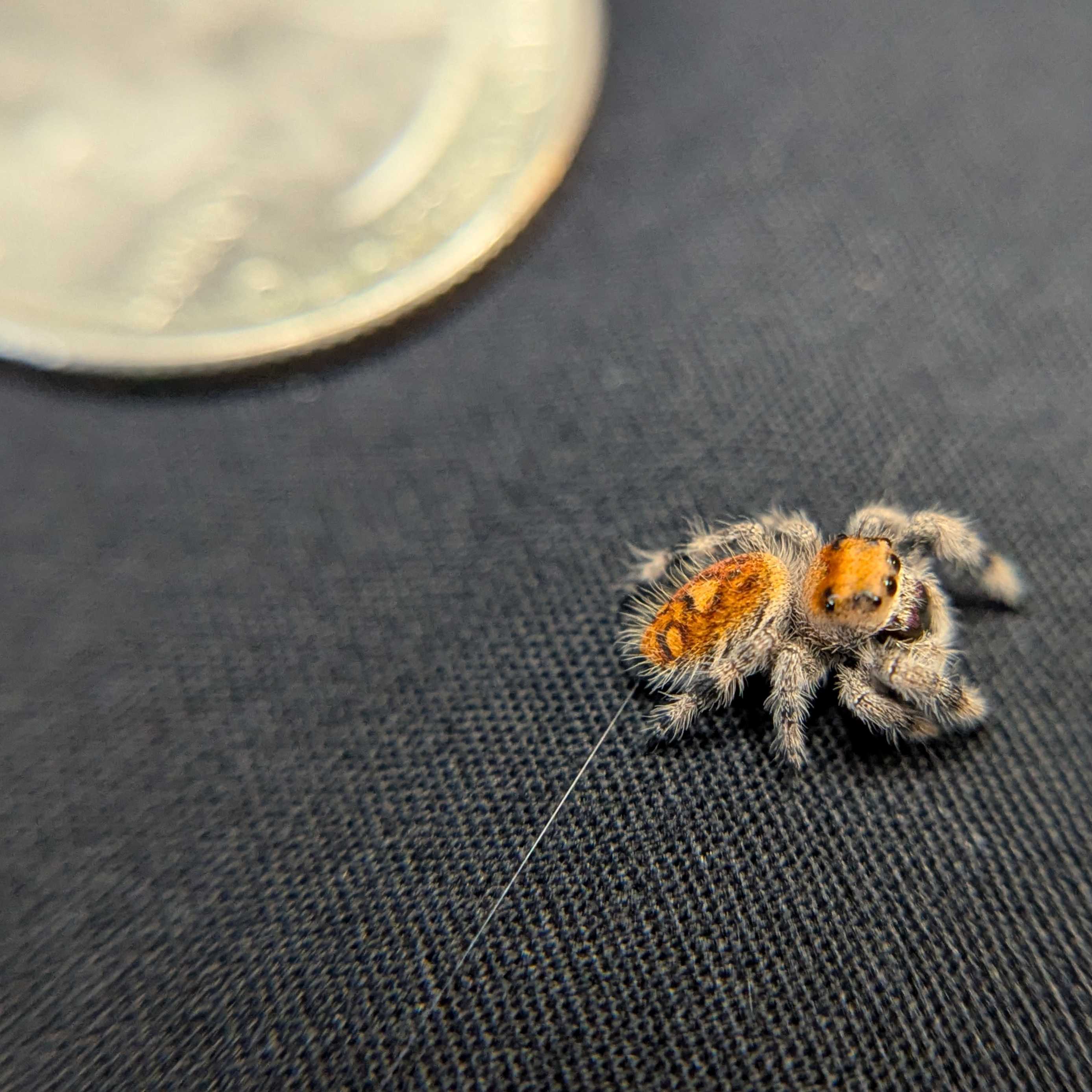 Regal Jumping Spider “Riot”