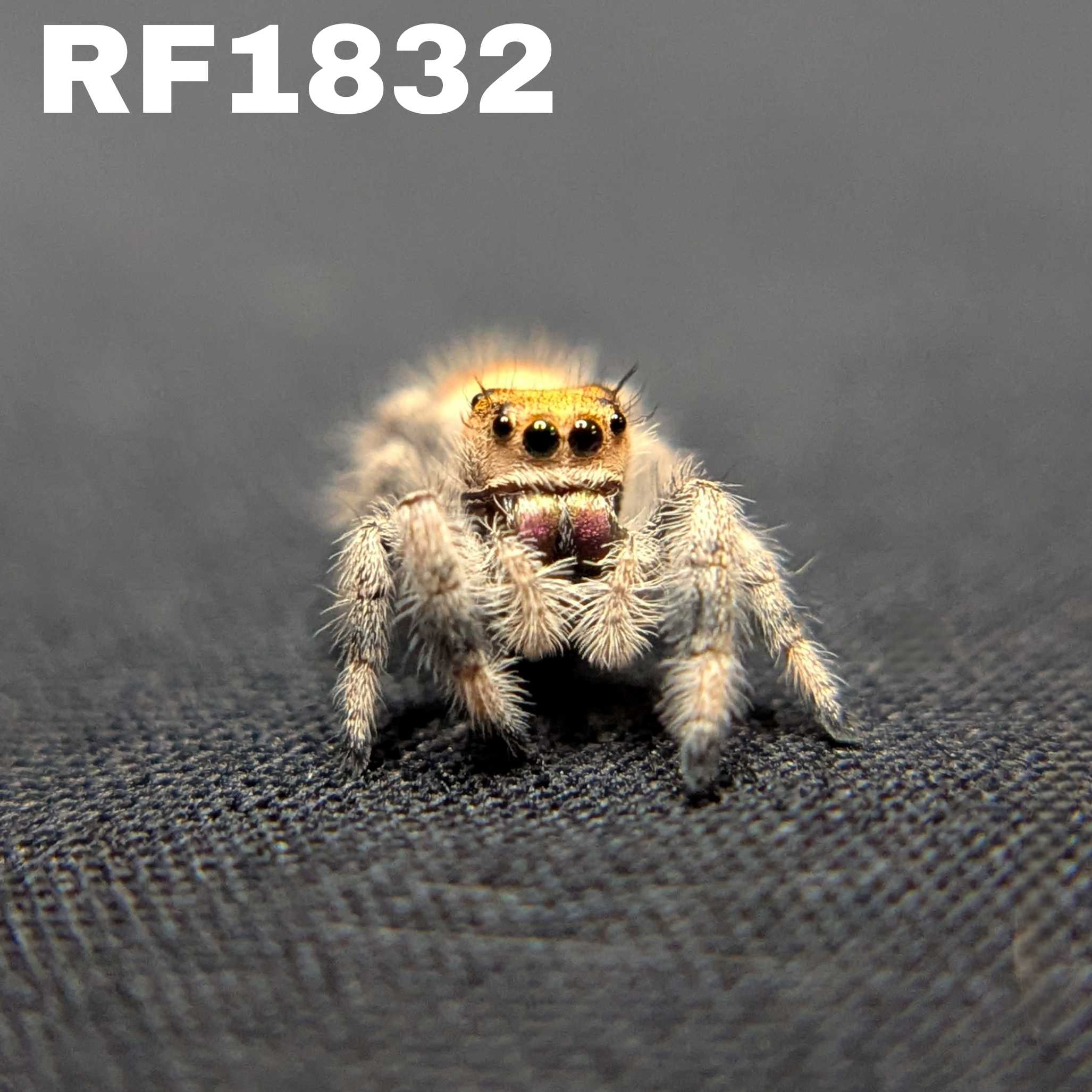 Regal Jumping Spider “Riot”