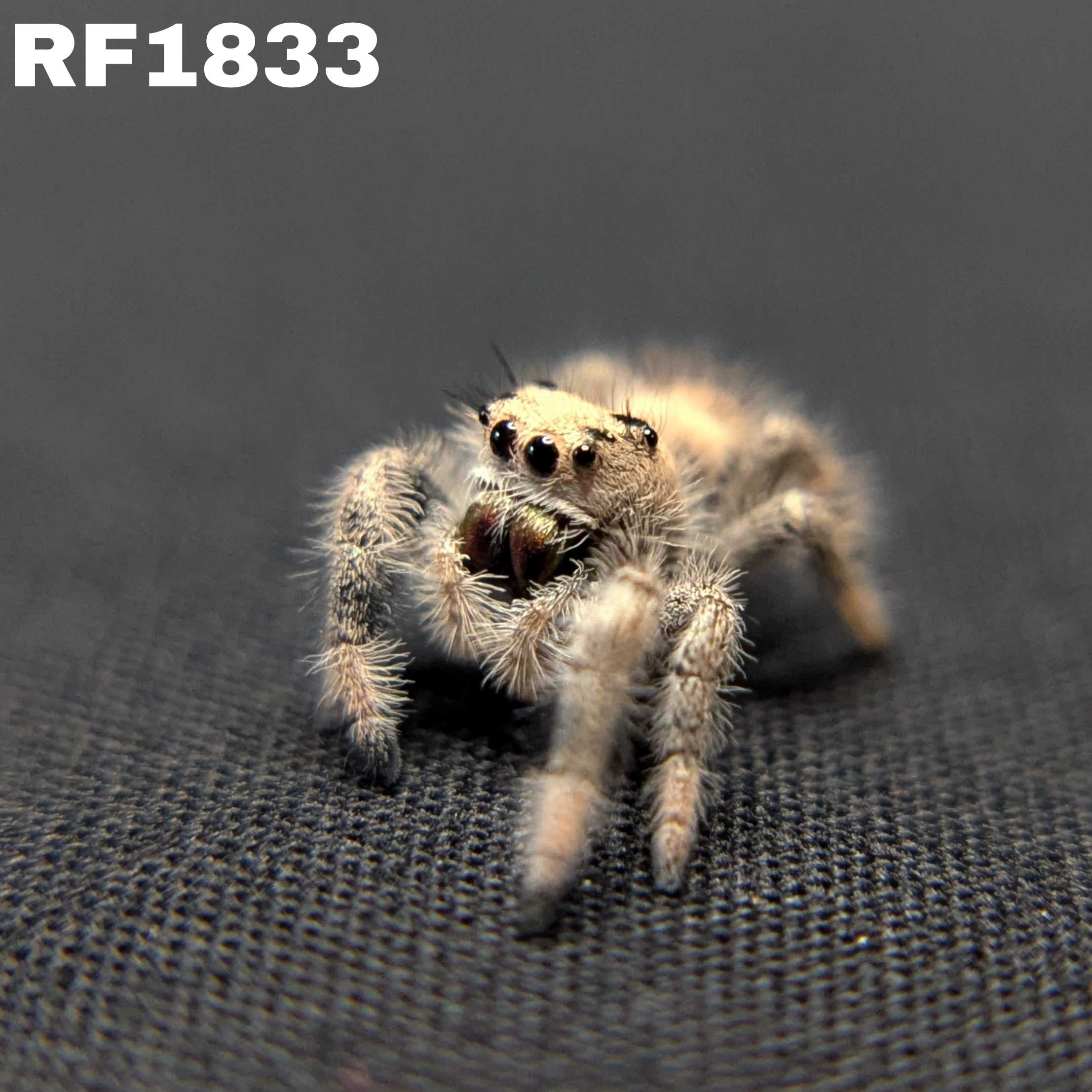 Regal Jumping Spider "Banshee"