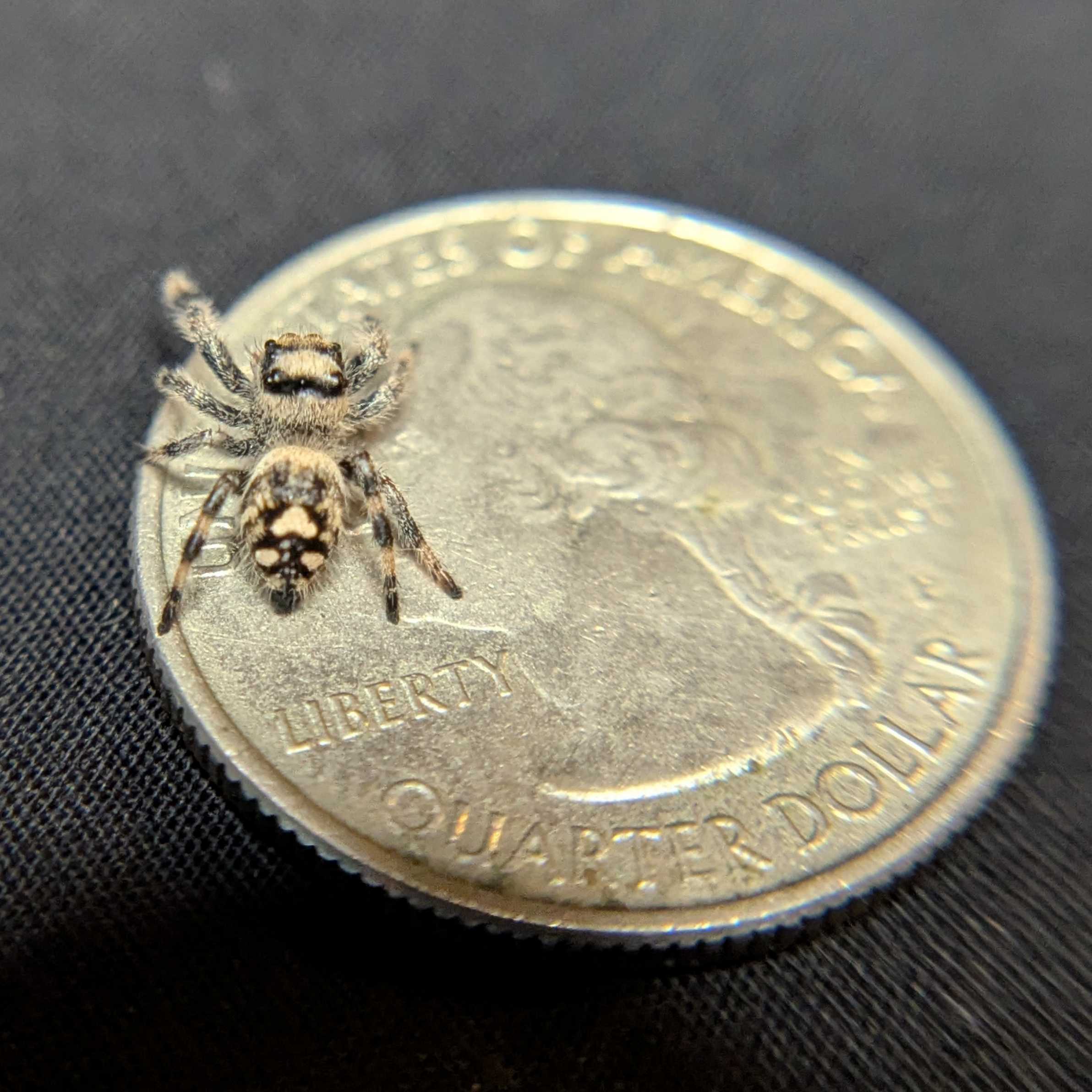 Regal Jumping Spider "Potato"
