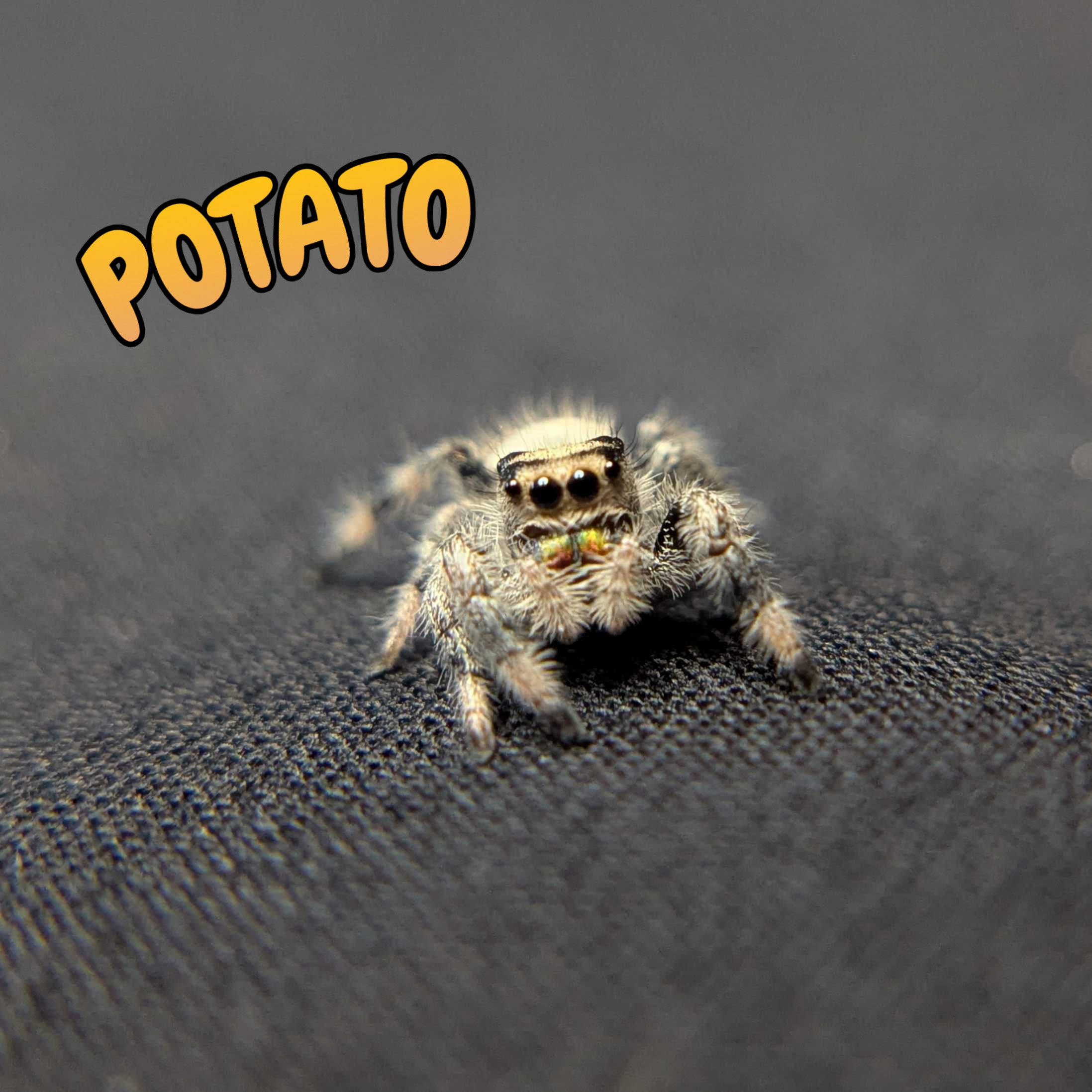 Regal Jumping Spider "Potato"