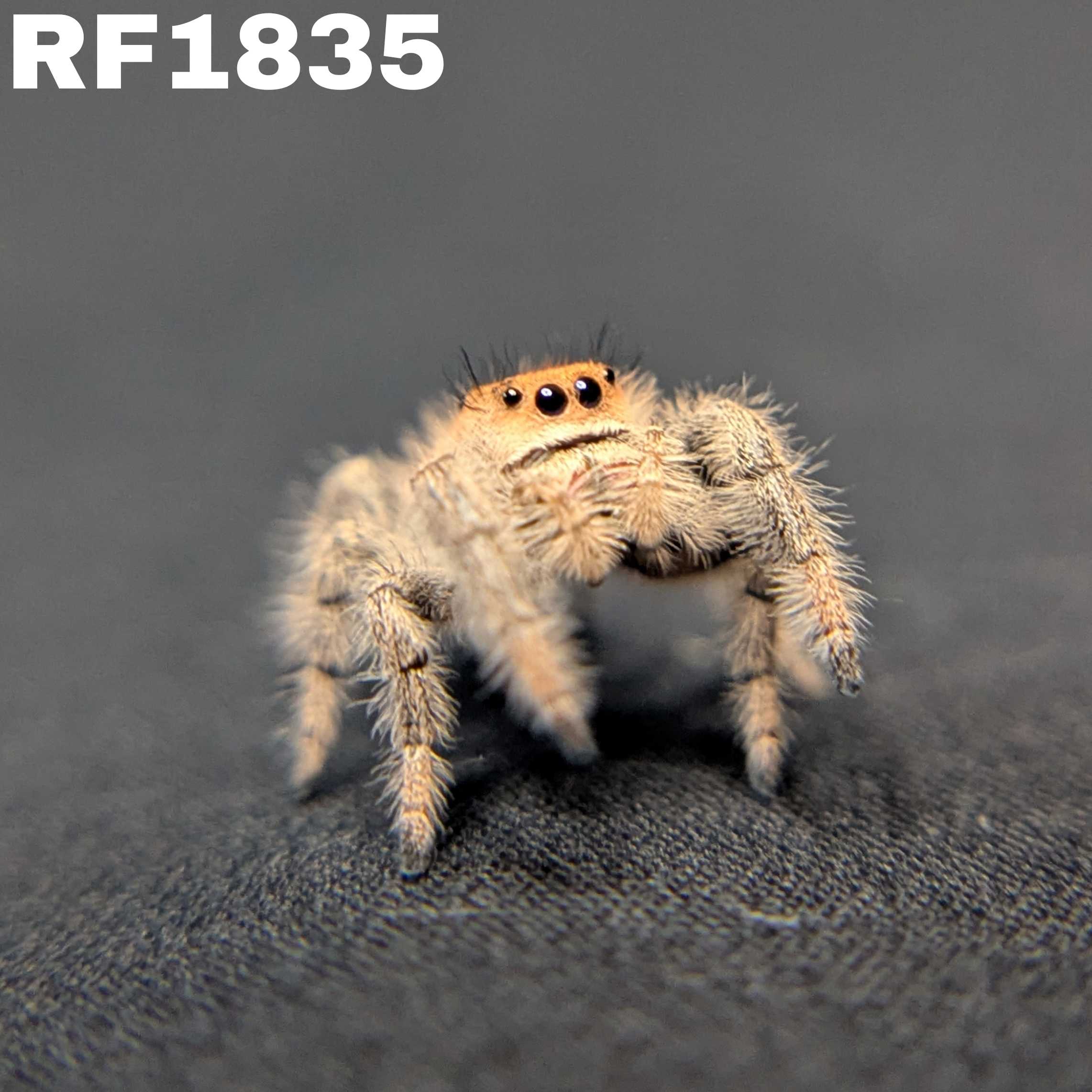 Regal Jumping Spider "Dream"