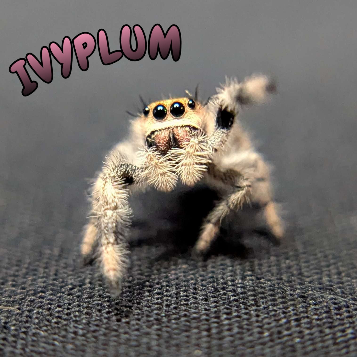 Regal Jumping Spider "Ivyplum"