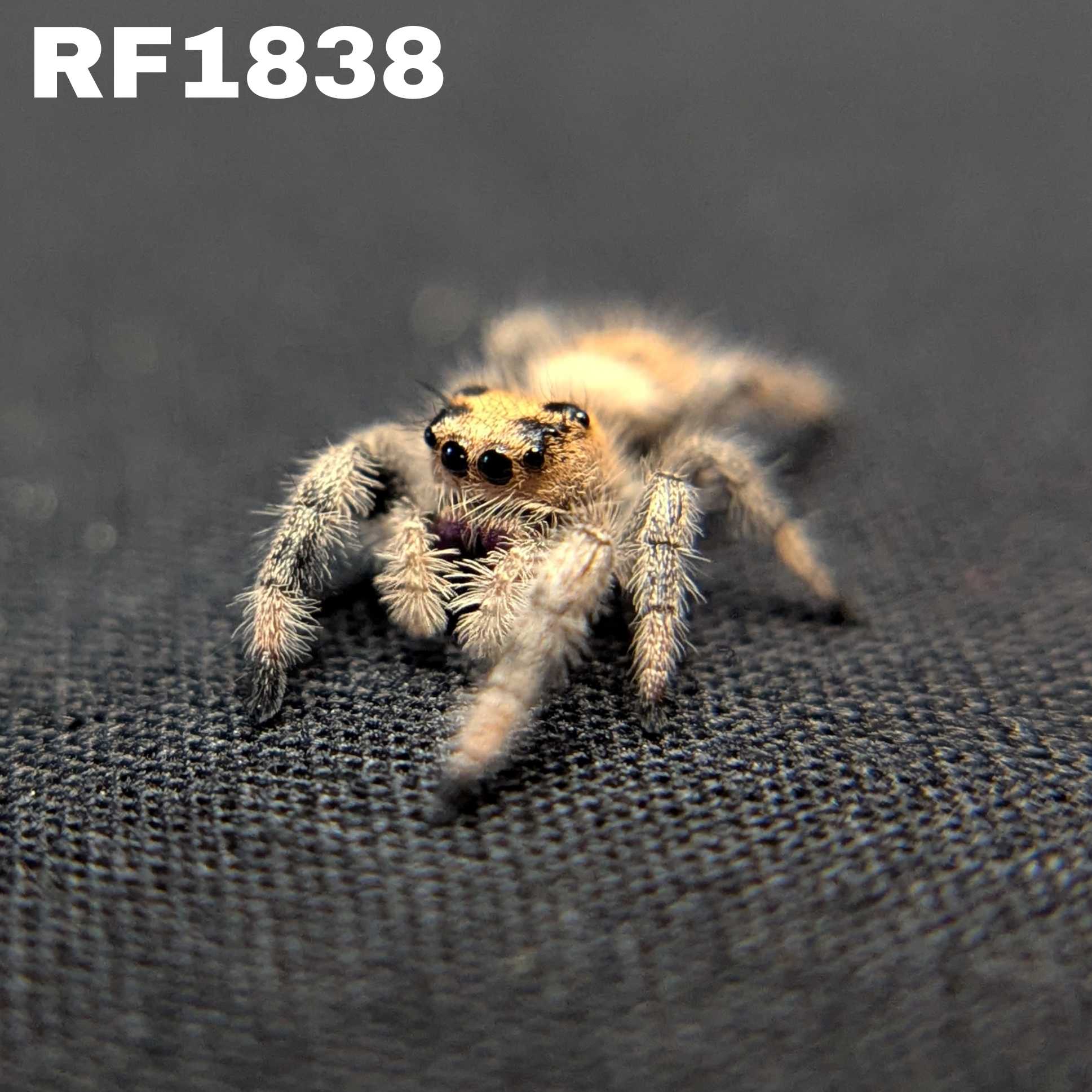 Regal Jumping Spider "Doobie”