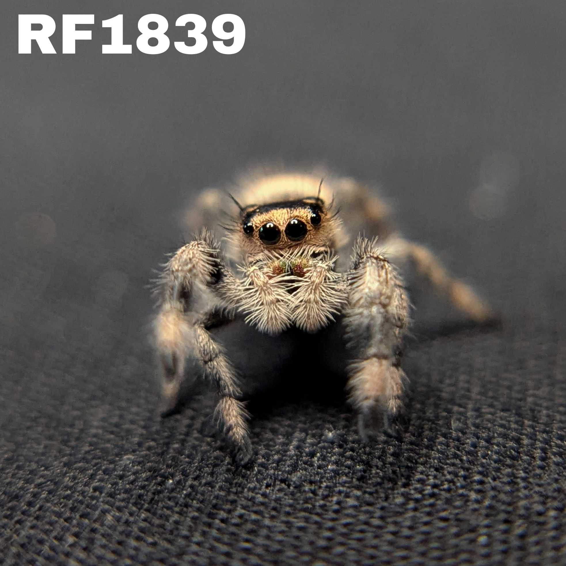 Regal Jumping Spider "Caramel Kush"