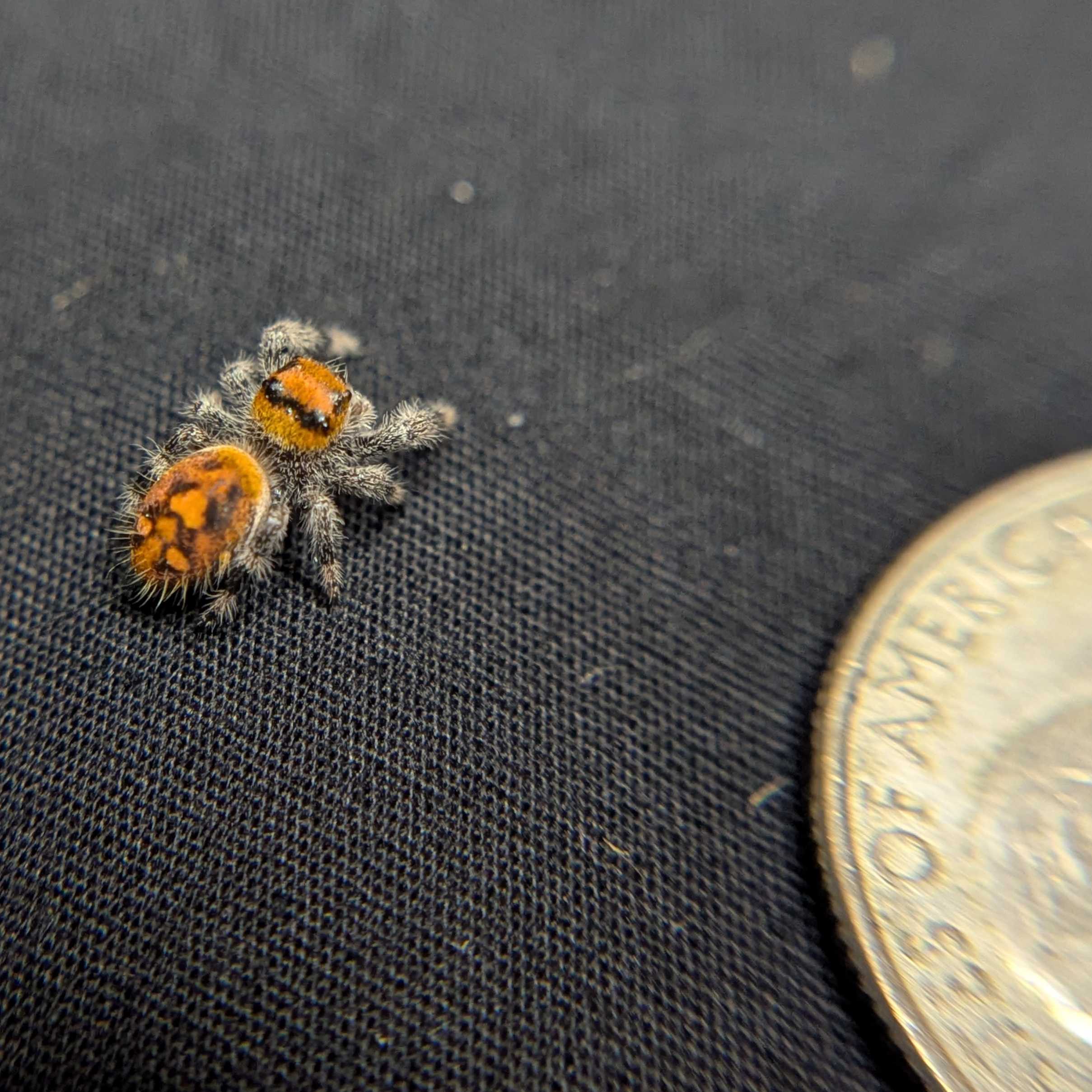 Regal Jumping Spider “Bonfire”