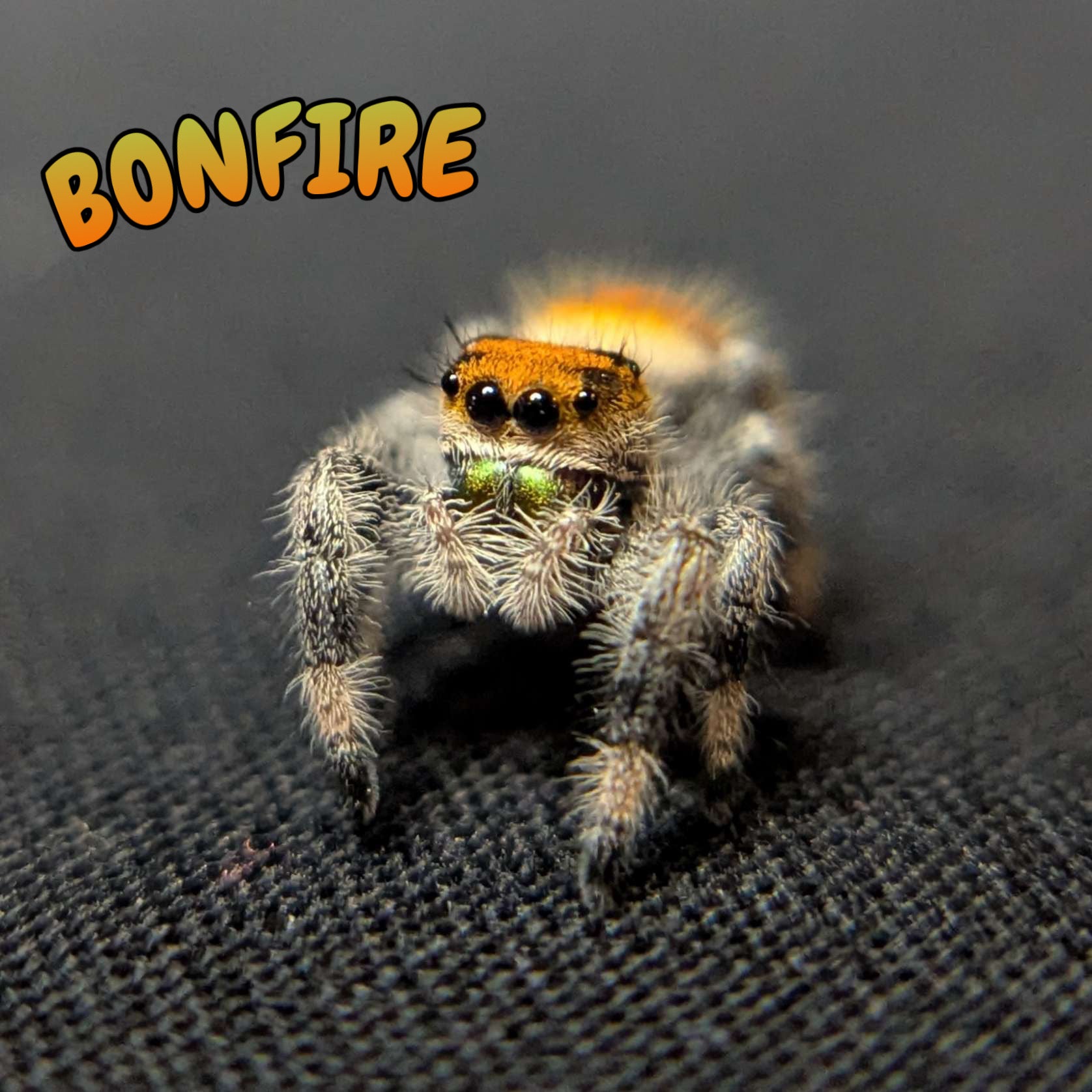 Regal Jumping Spider “Bonfire”