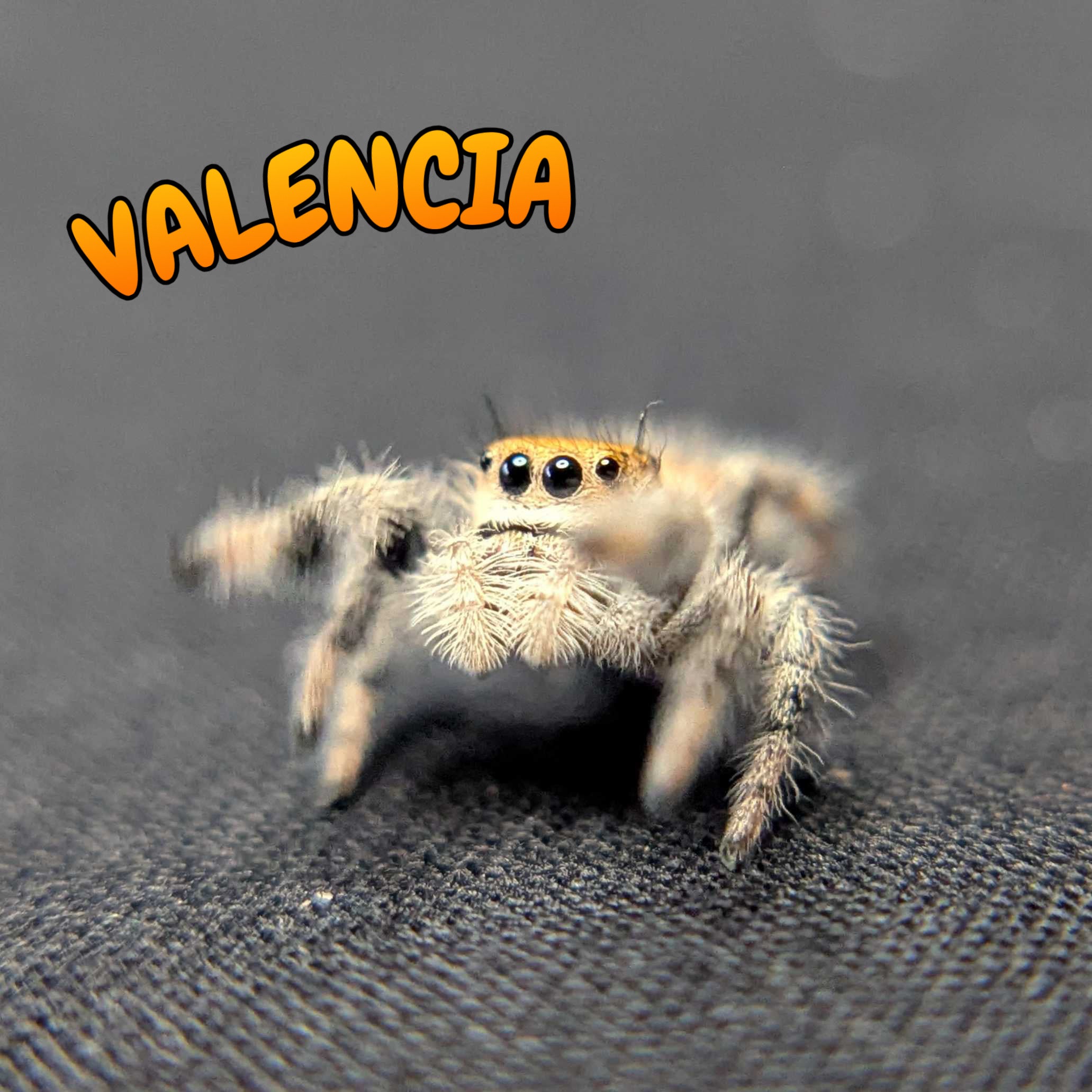 Regal Jumping Spider “Valencia”
