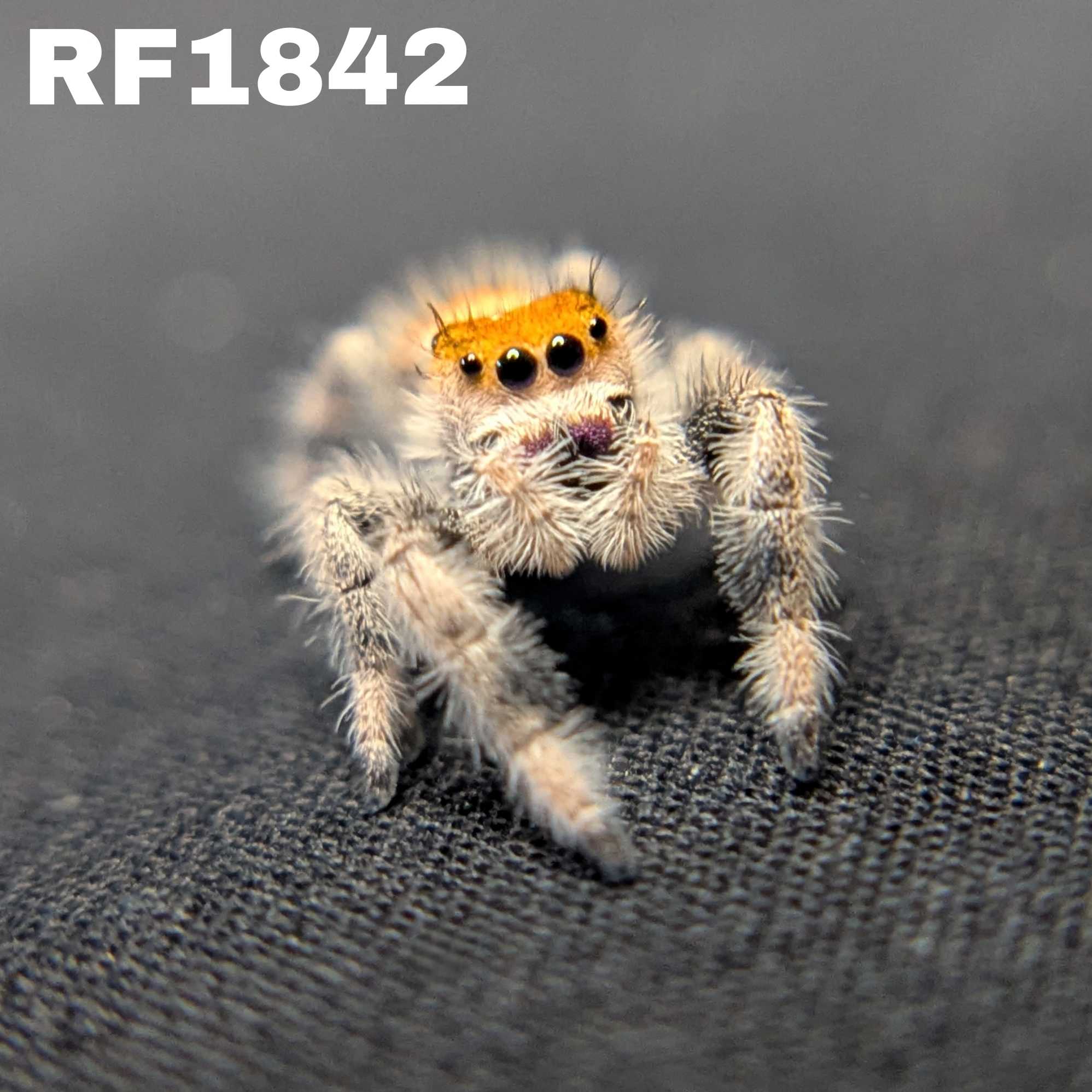 Regal Jumping Spider "Macaron"