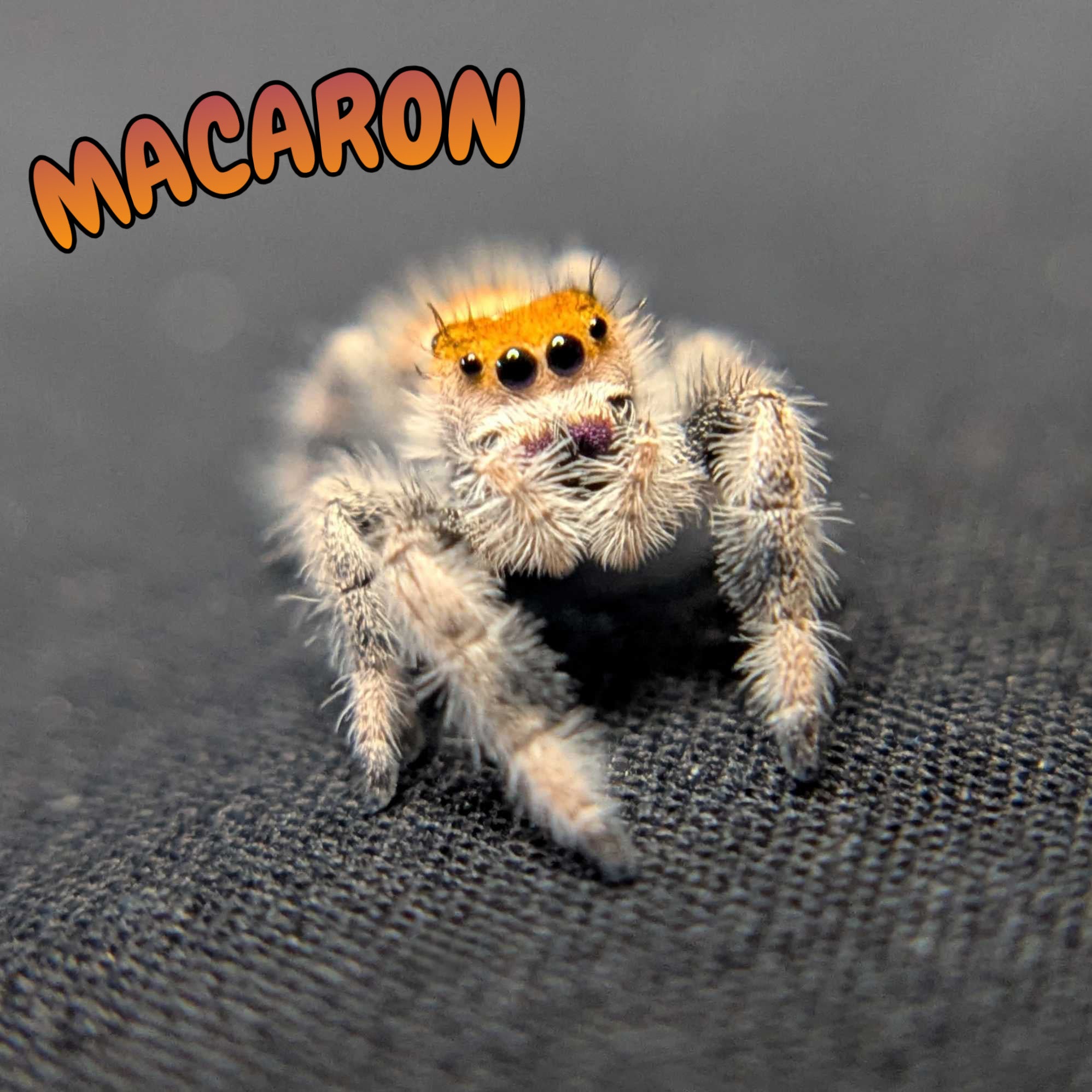 Regal Jumping Spider "Macaron"