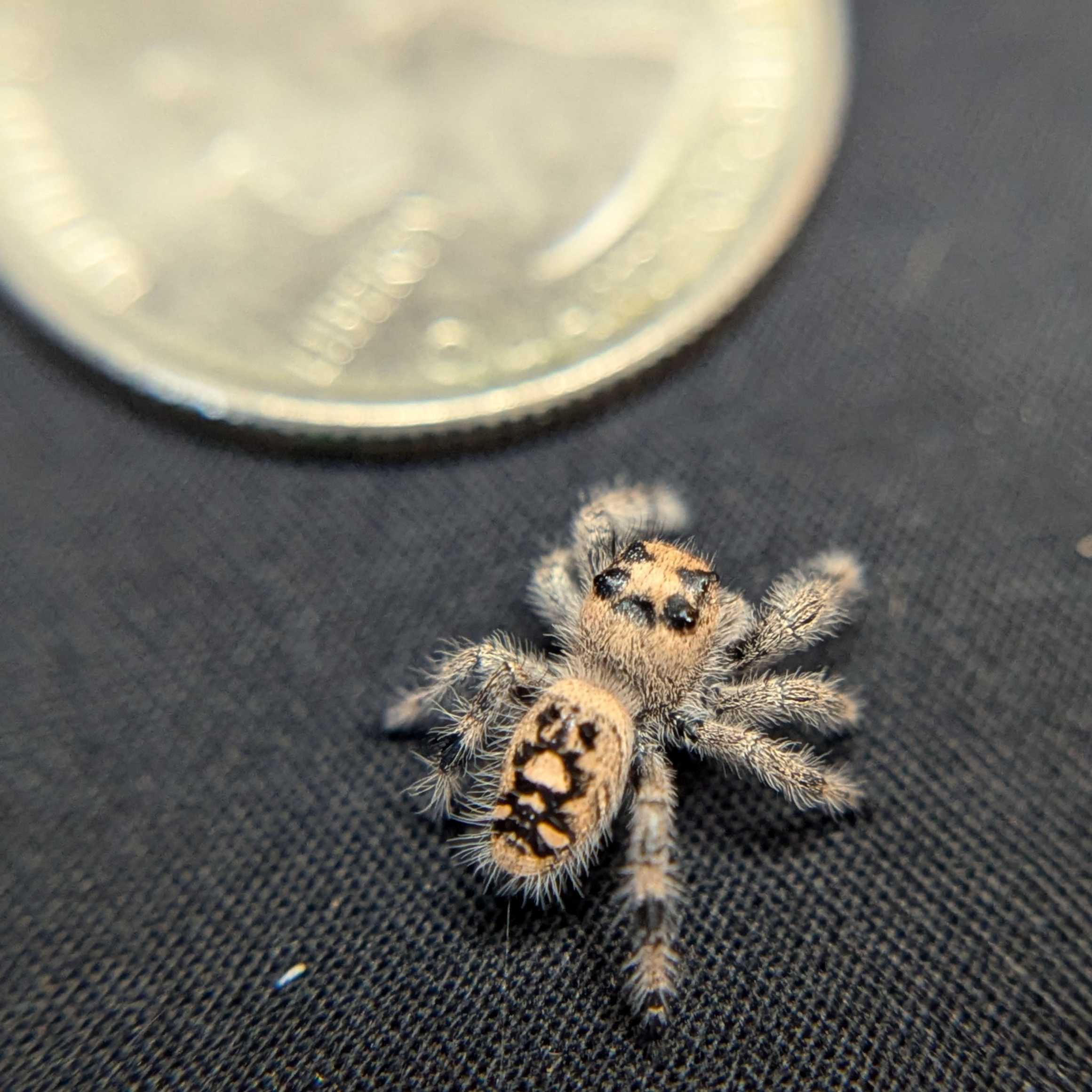 Regal Jumping Spider "Pepper"