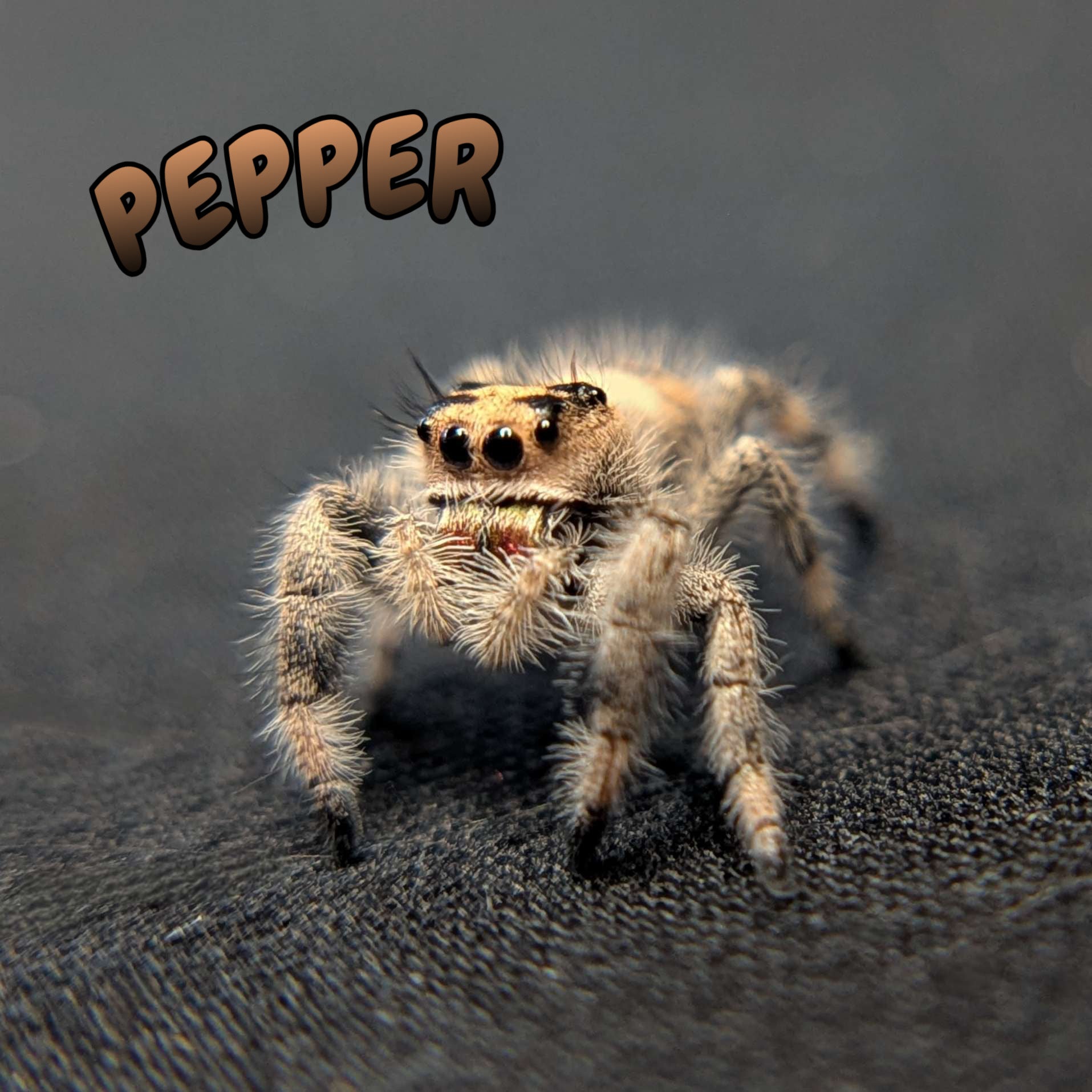 Regal Jumping Spider "Pepper"