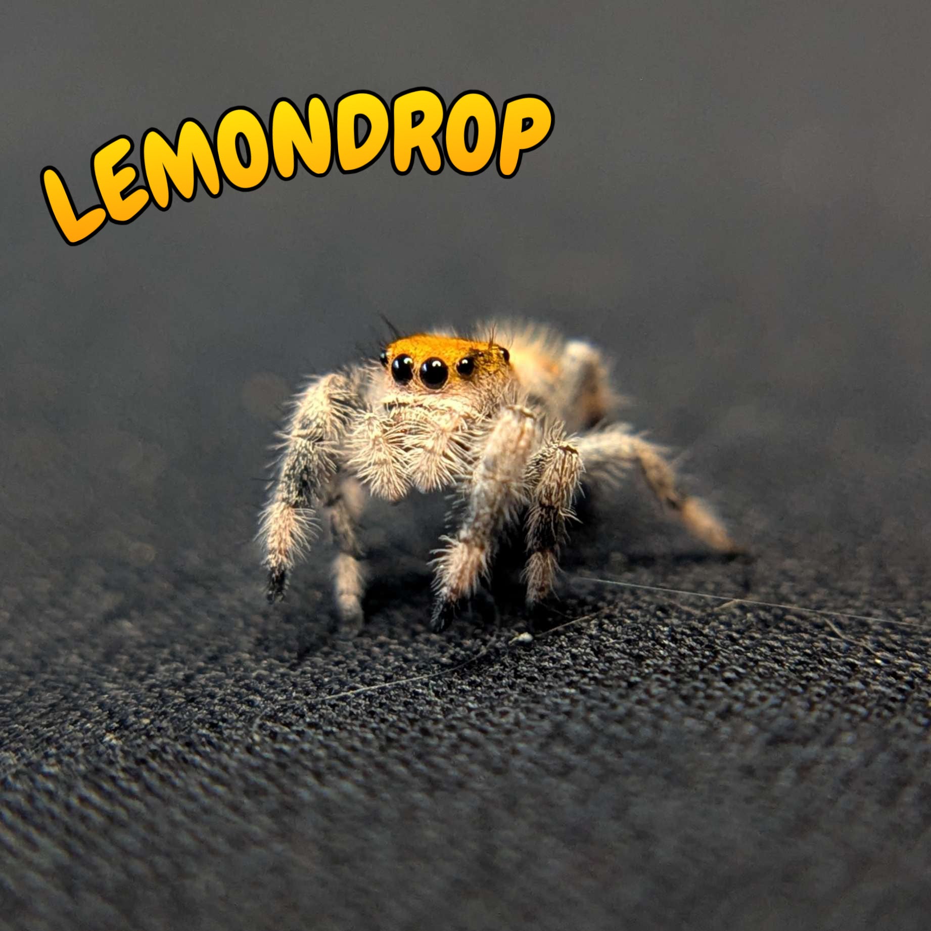 Regal Jumping Spider "Lemondrop"