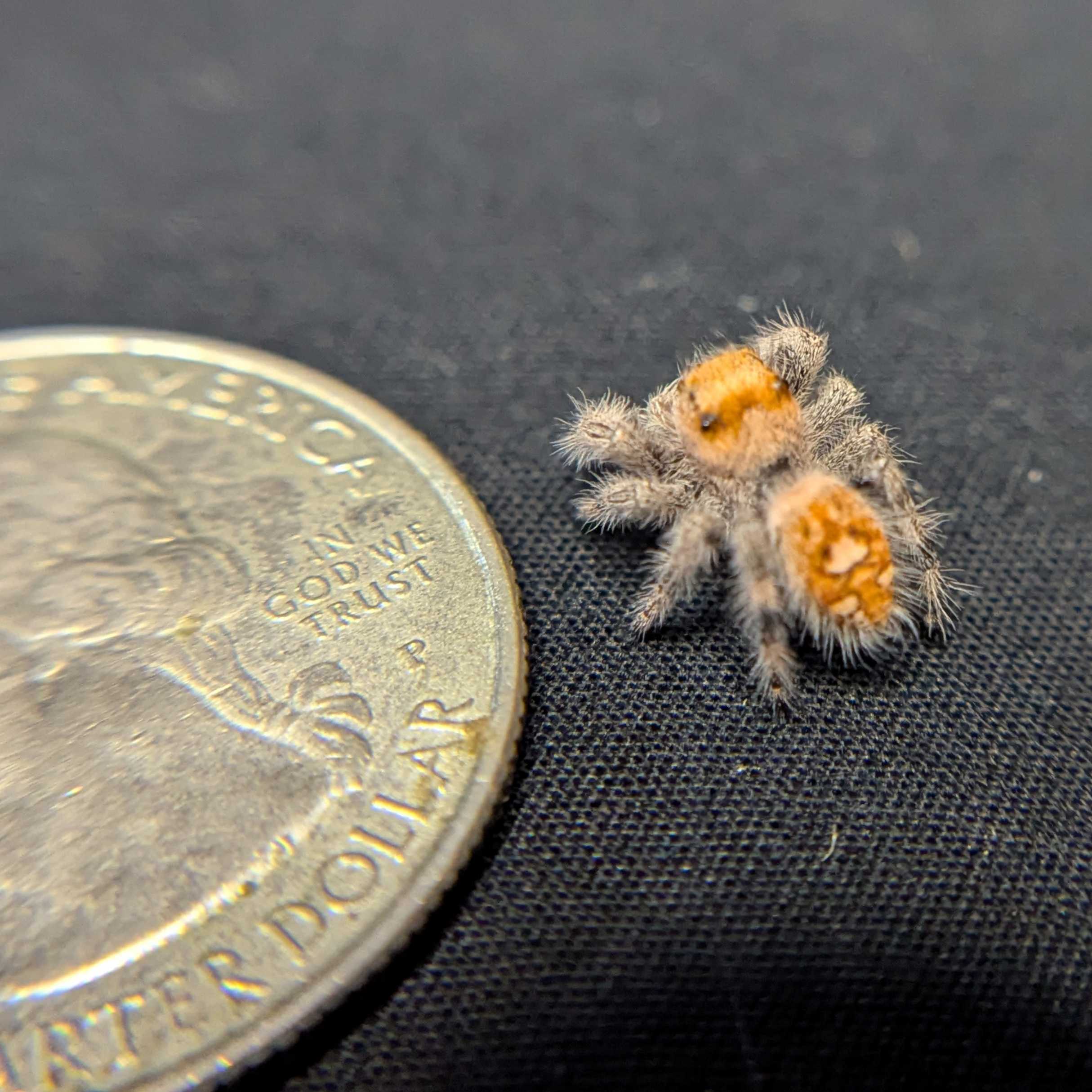 Regal Jumping Spider "Goldie"