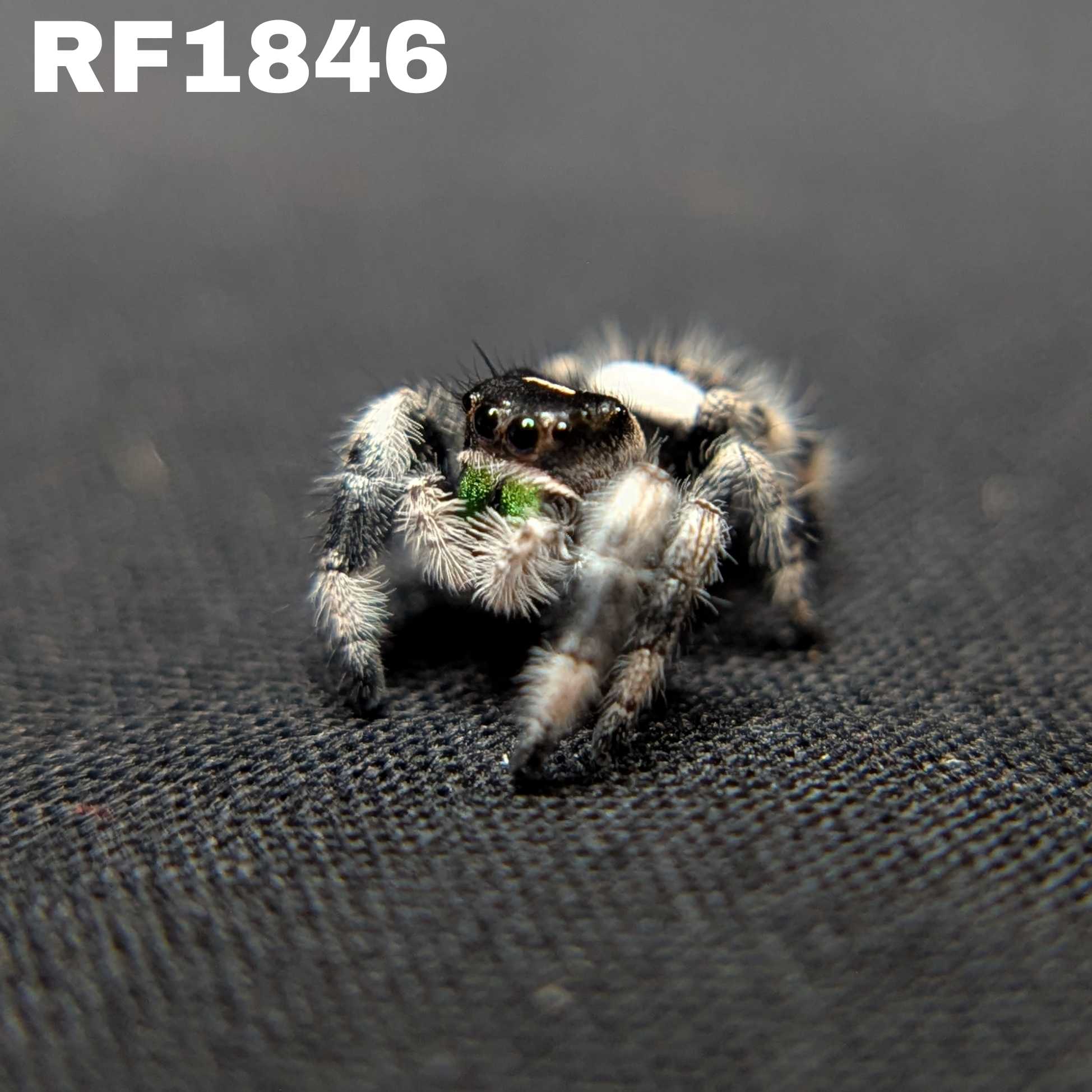 Regal Jumping Spider "Bean"
