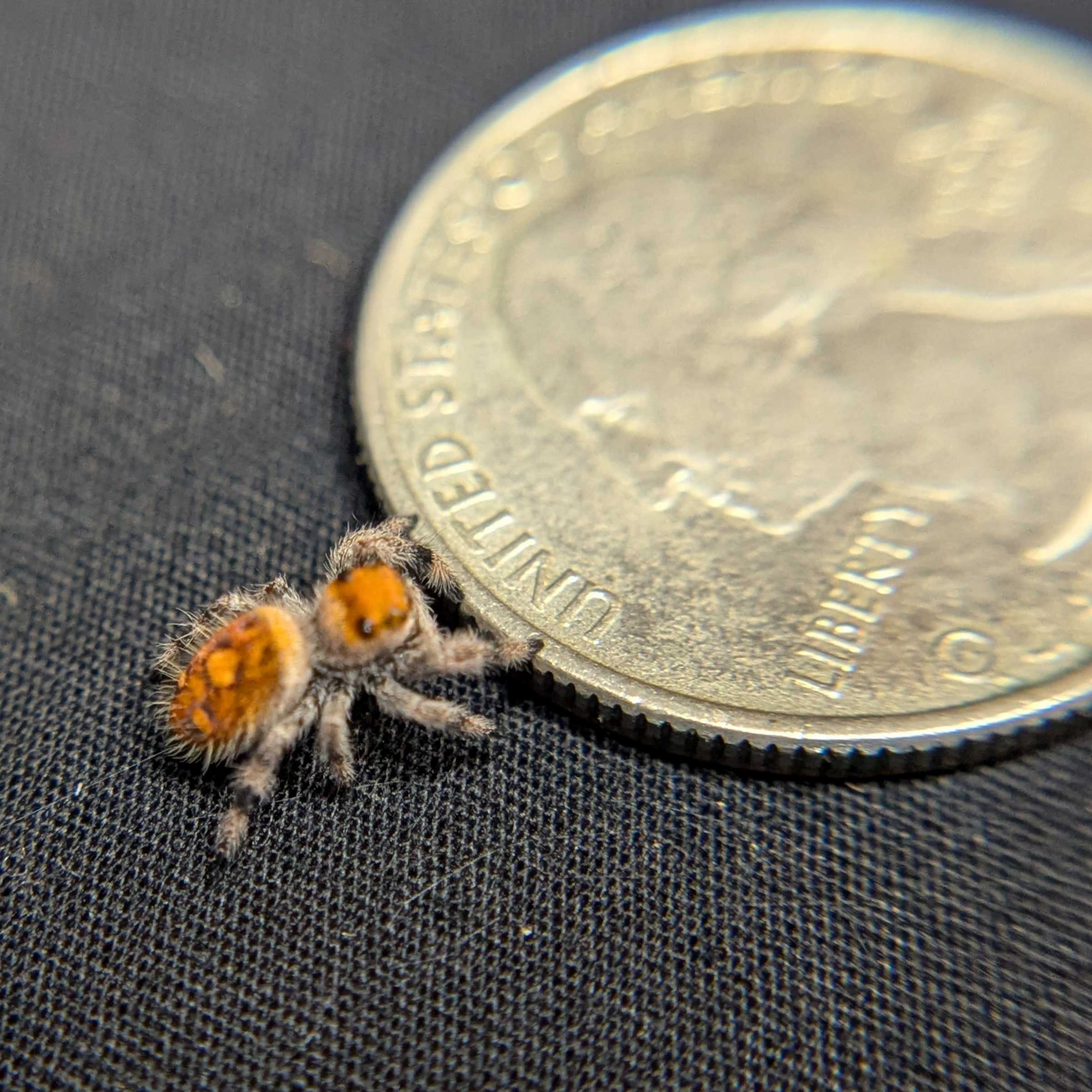 Regal Jumping Spider “Phoenix”