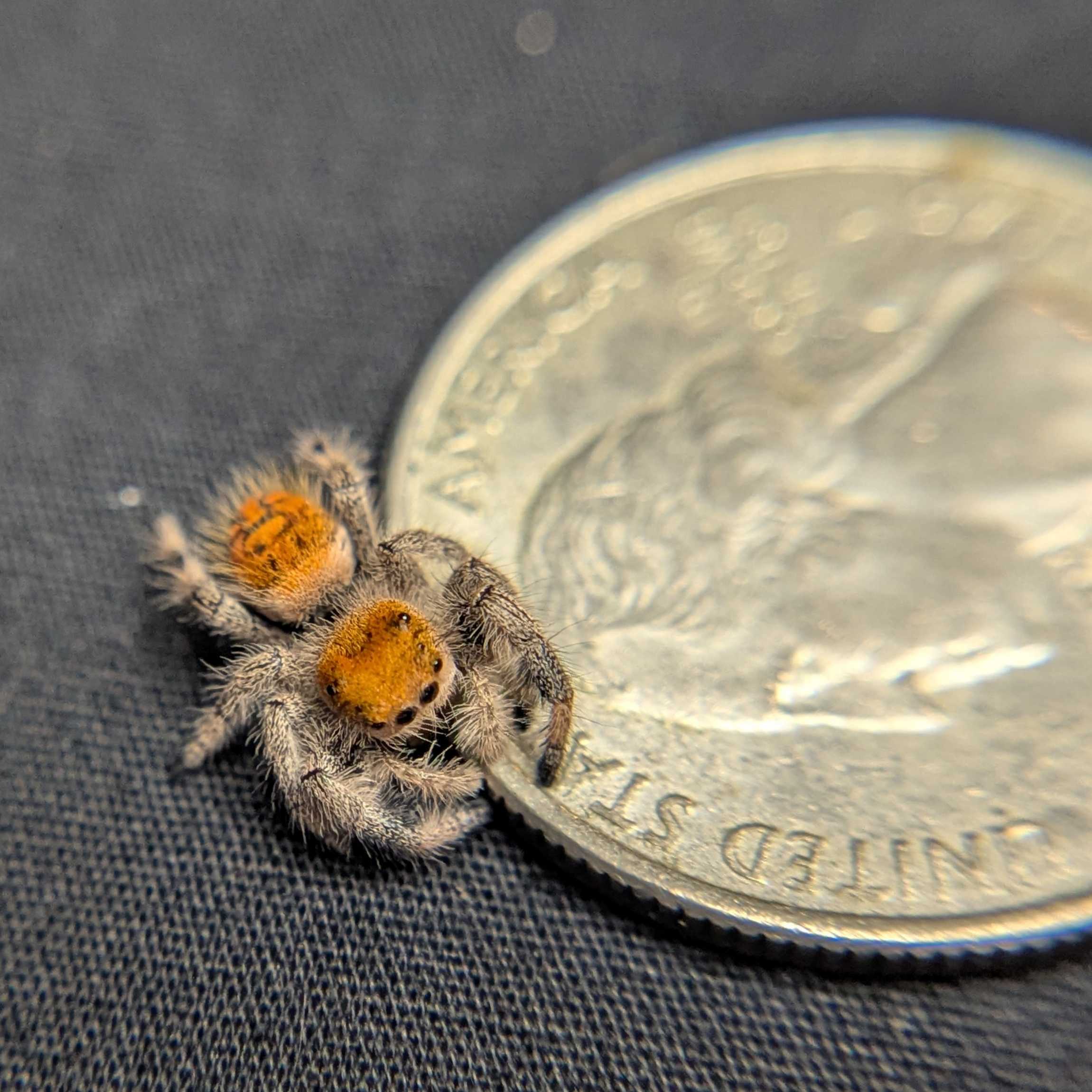 Regal Jumping Spider "Starburst"