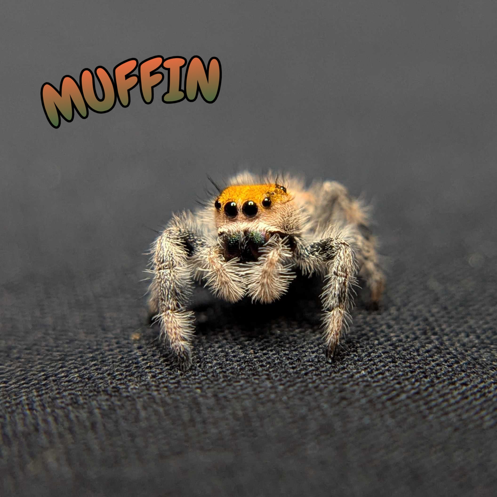 Regal Jumping Spider "Muffin"