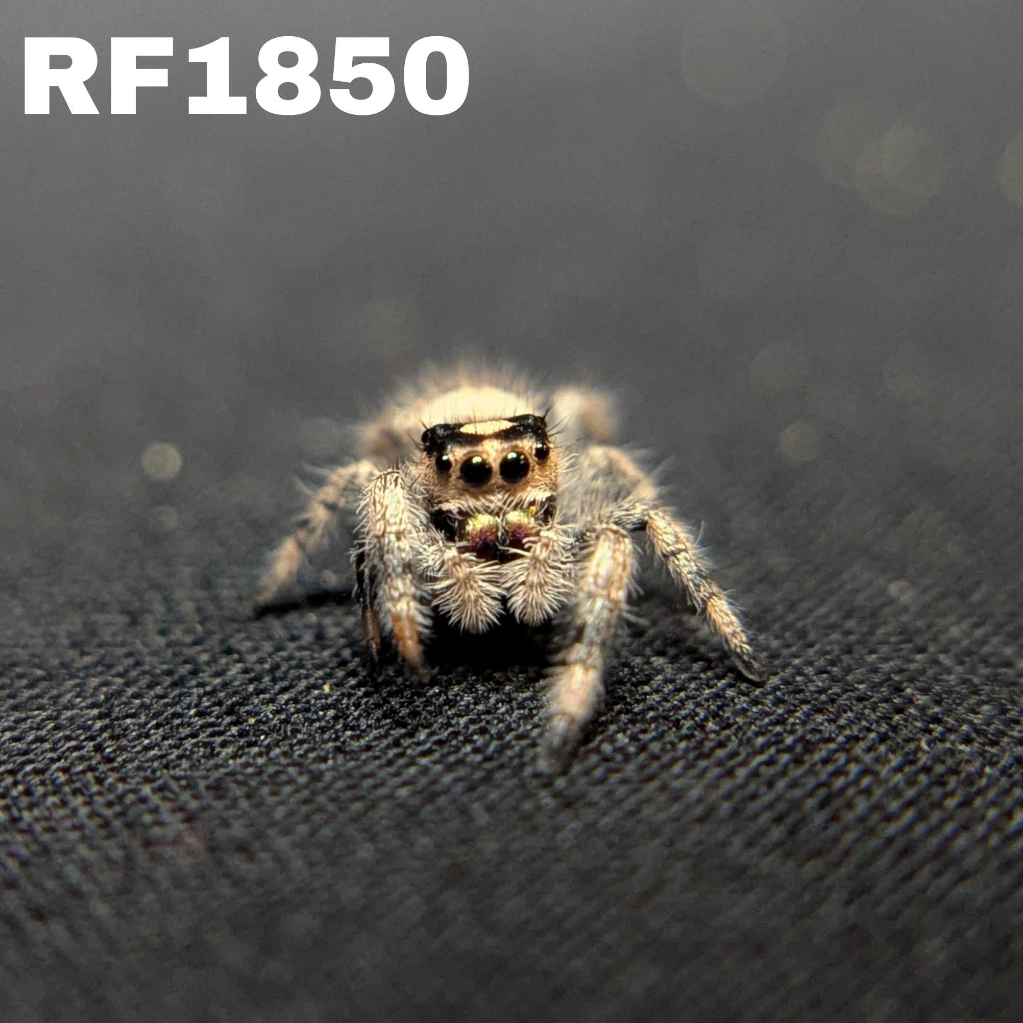 Regal Jumping Spider “Pudding”