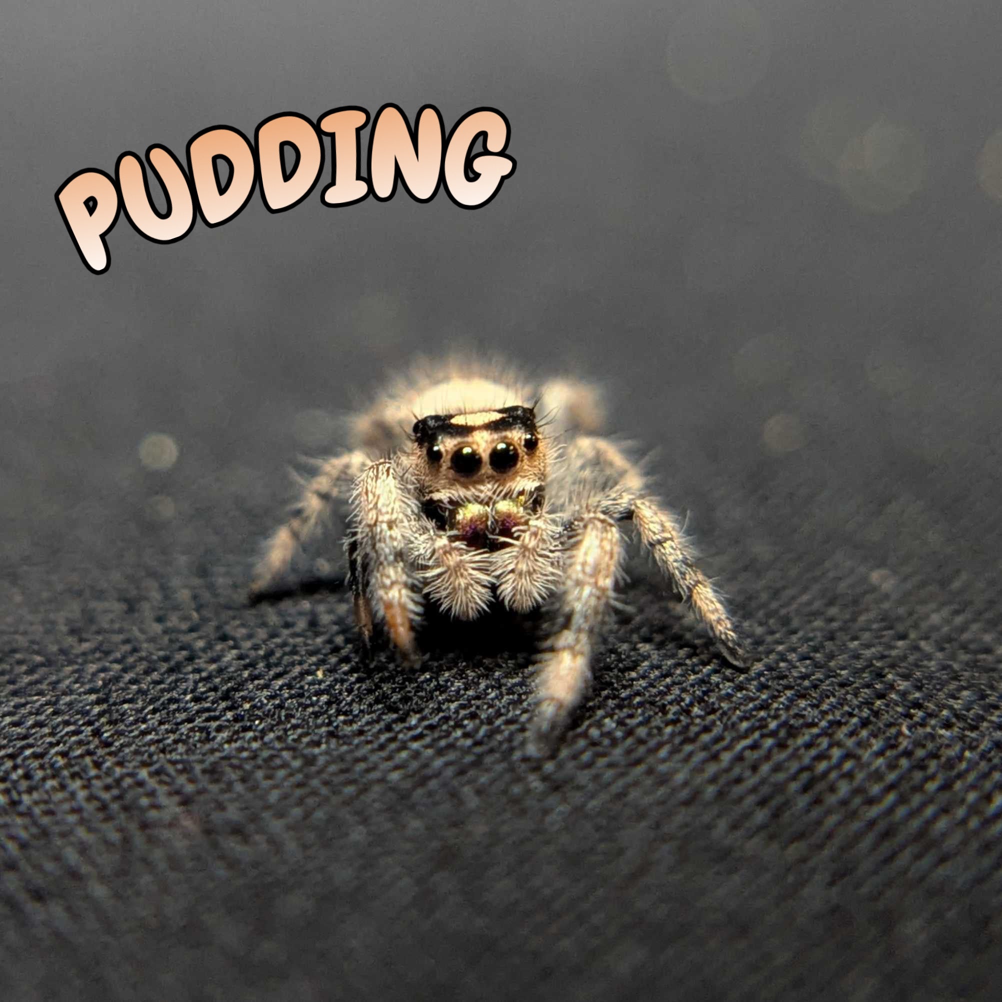 Regal Jumping Spider “Pudding”
