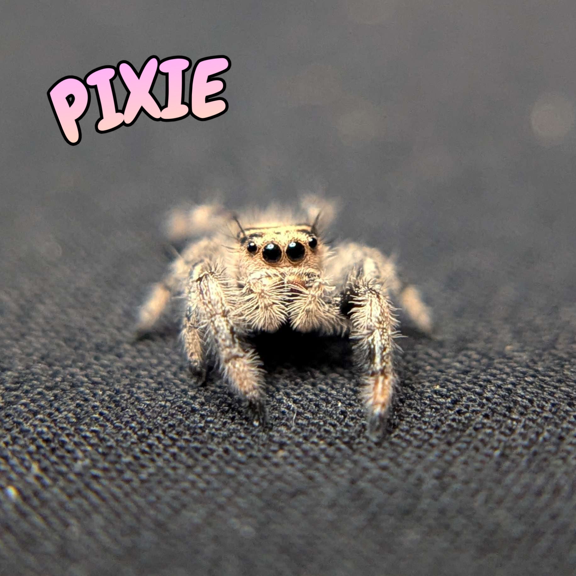 Regal Jumping Spider "Pixie"