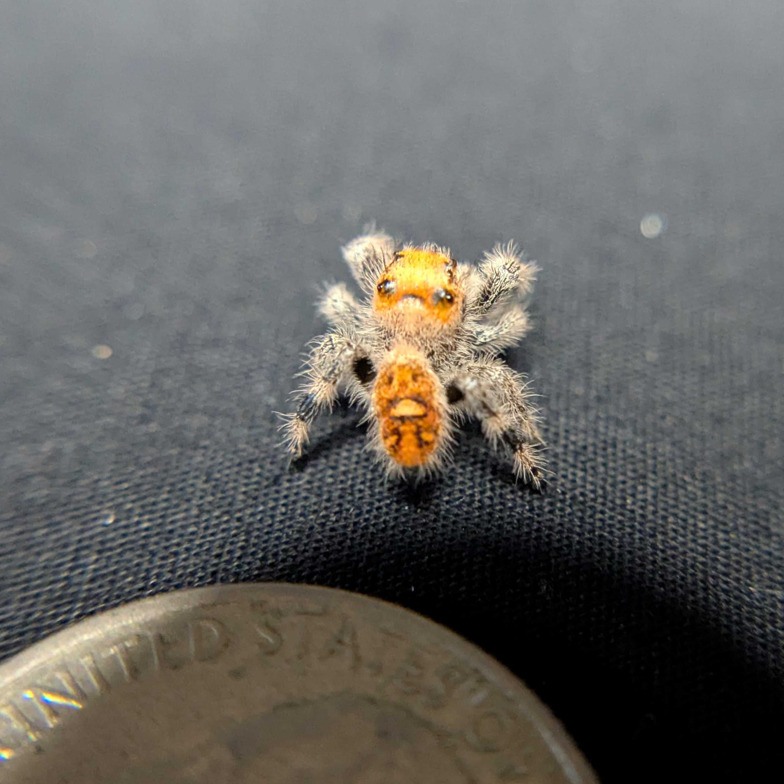 Regal Jumping Spider "Rose"