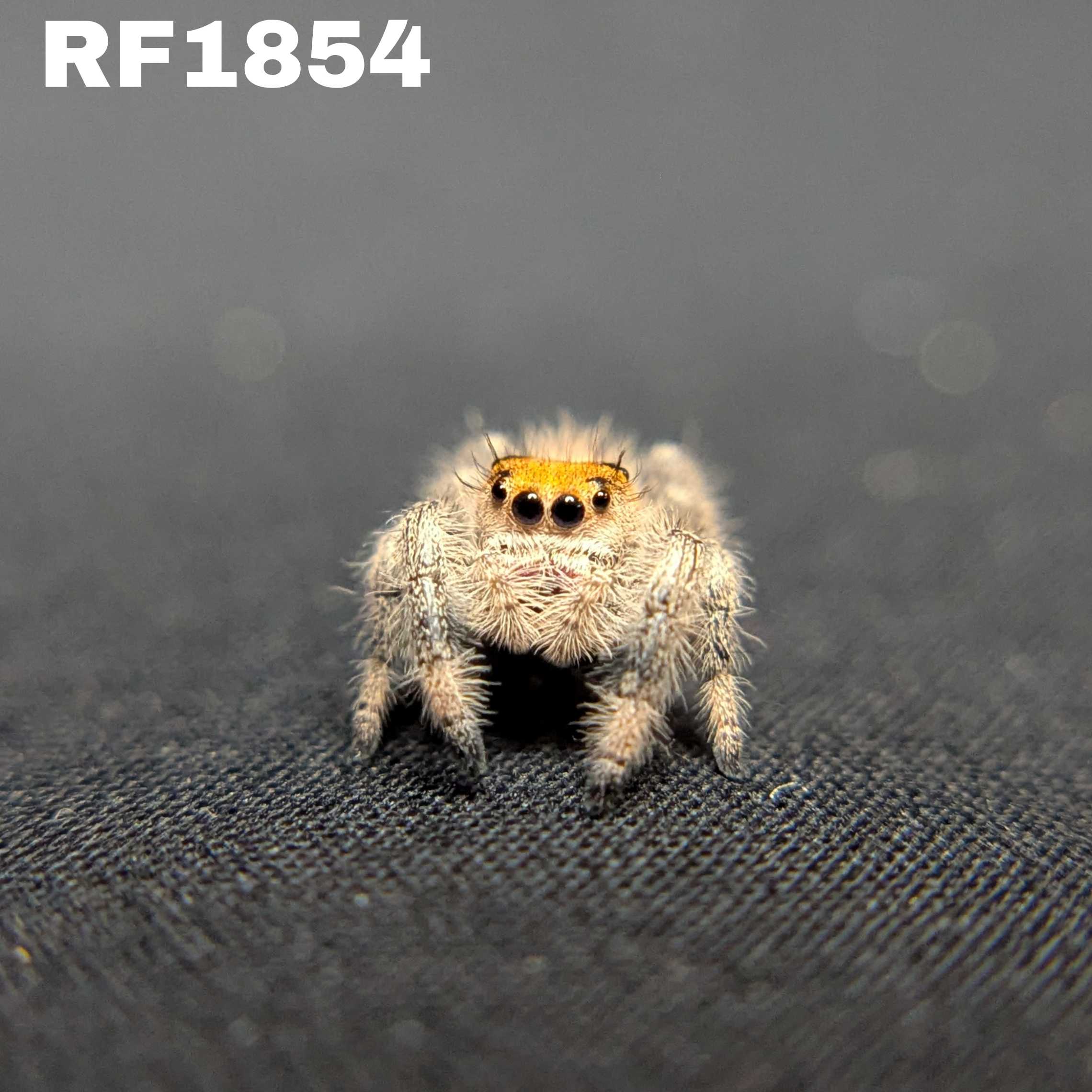 Regal Jumping Spider "Rose"
