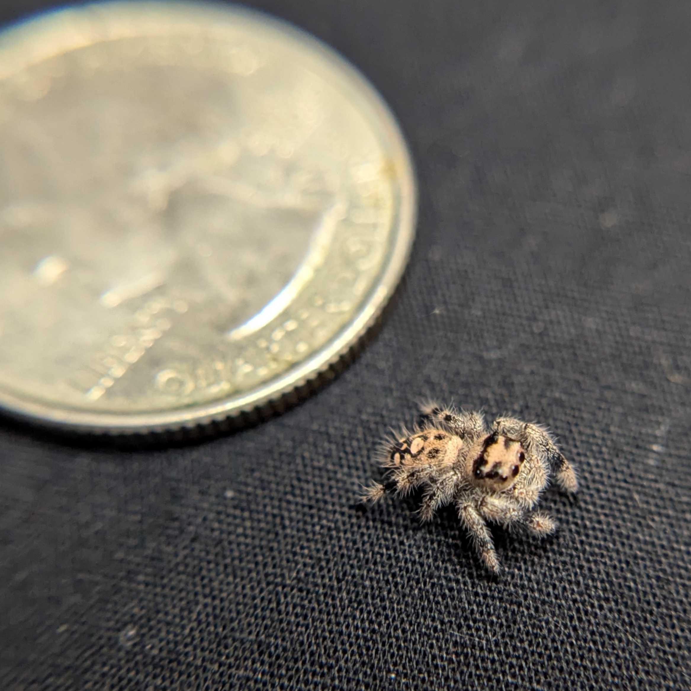 Regal Jumping Spider "Creamsicle"