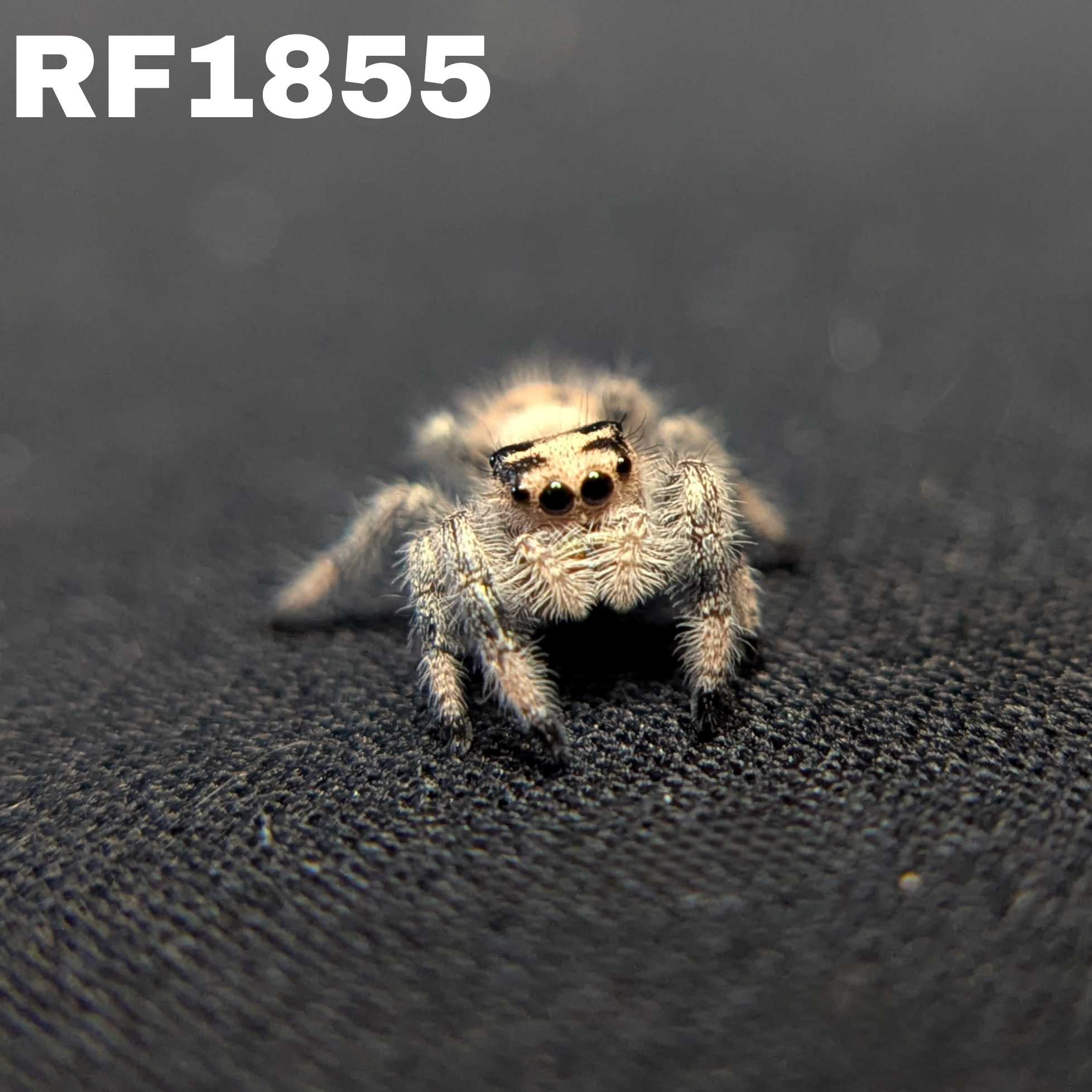 Regal Jumping Spider "Creamsicle"