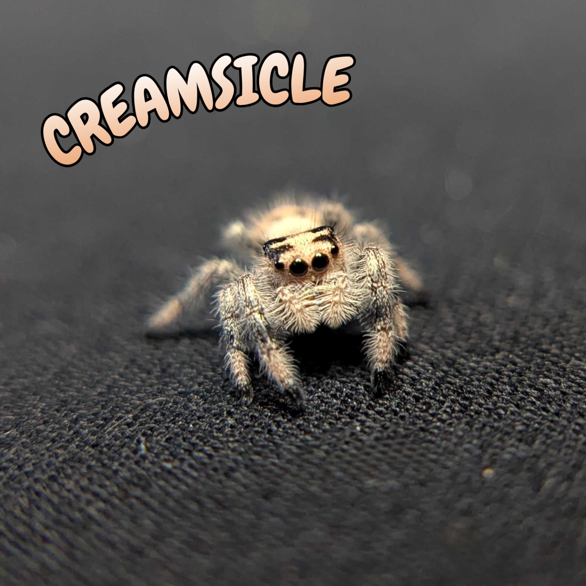 Regal Jumping Spider "Creamsicle"