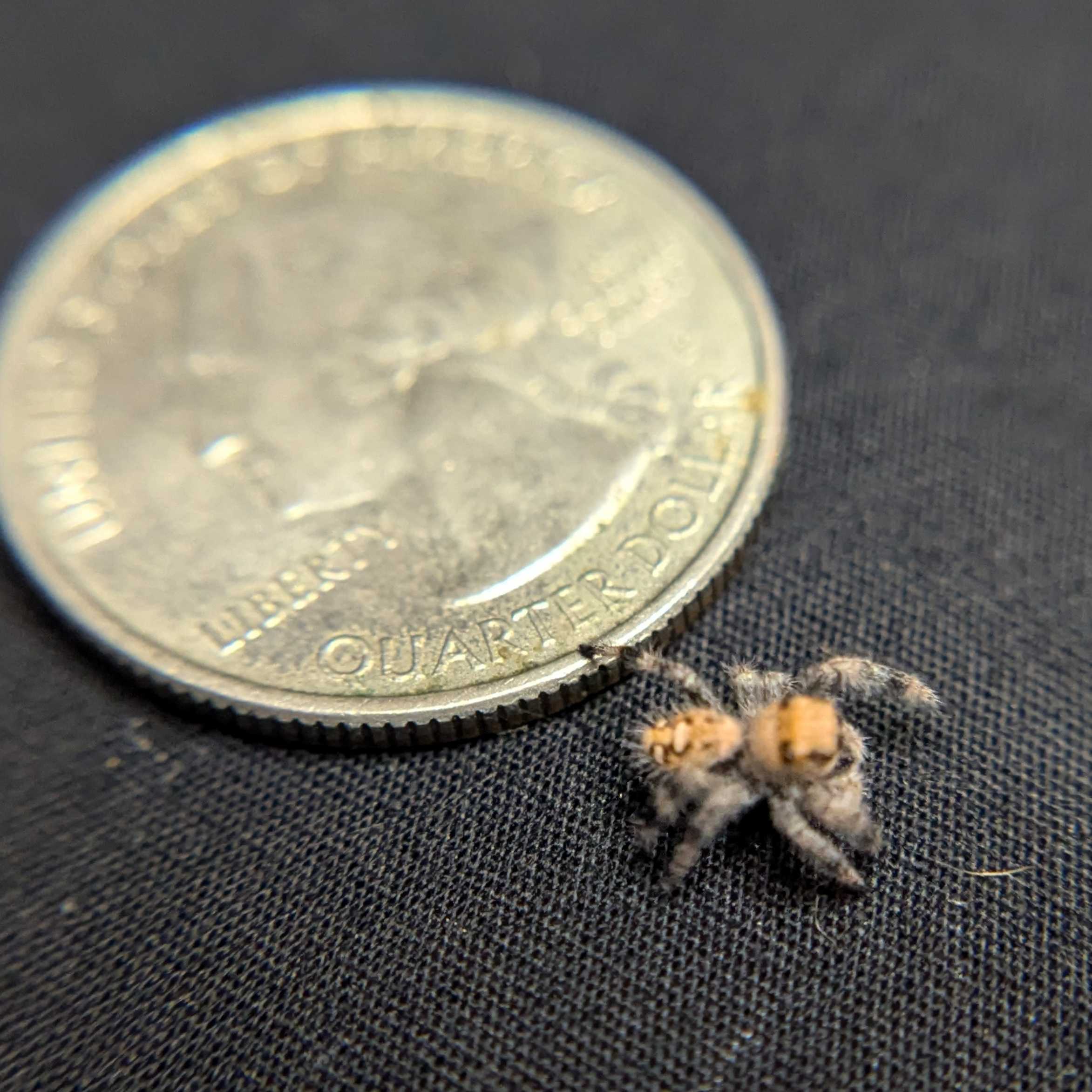 Regal Jumping Spider "Pastry"