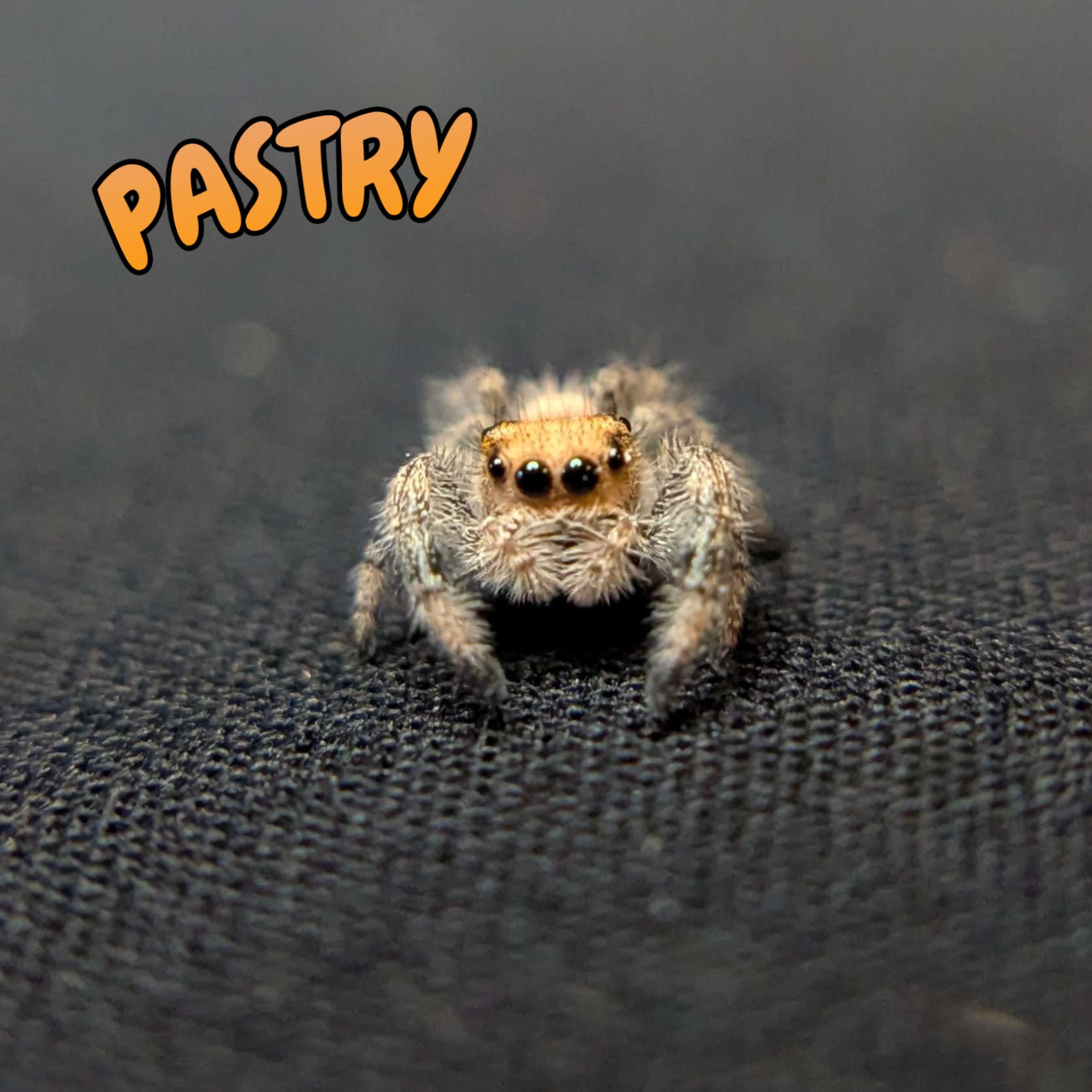 Regal Jumping Spider "Pastry"