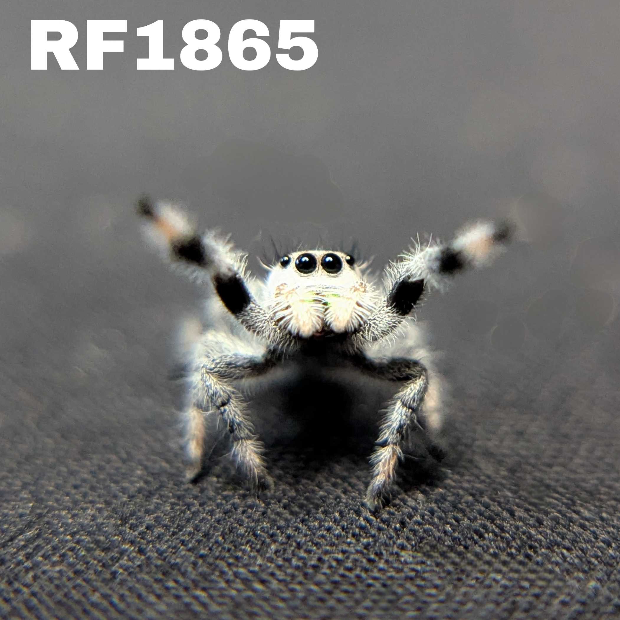 Regal Jumping Spider “Snowy”