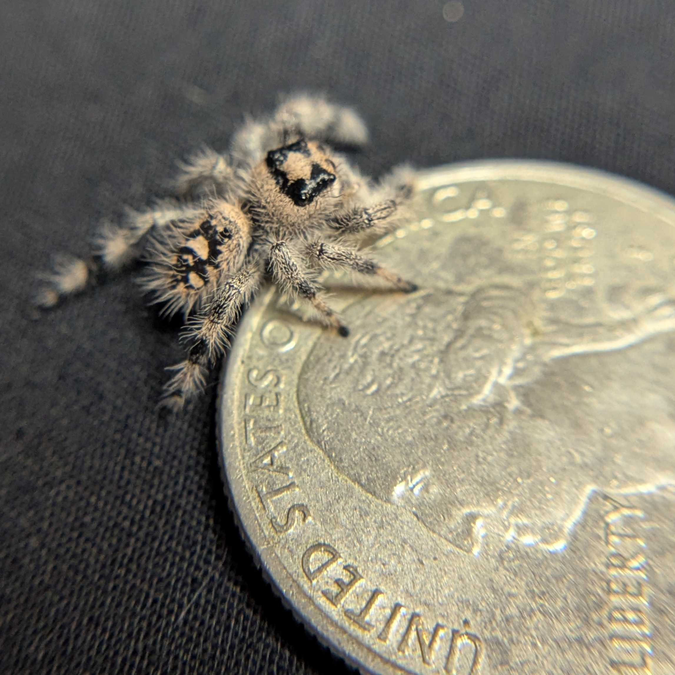 Regal Jumping Spider "Chococream"