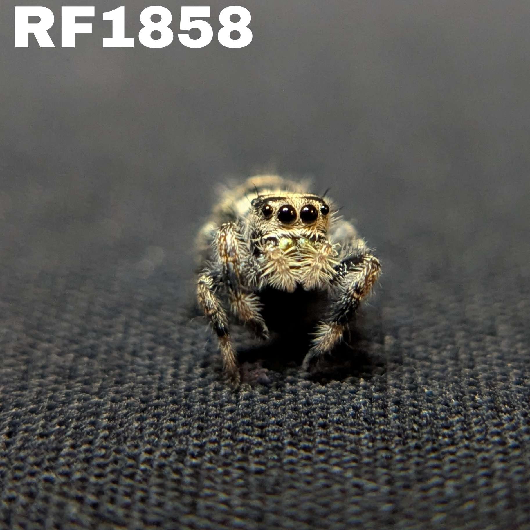 Regal Jumping Spider "Labubu"