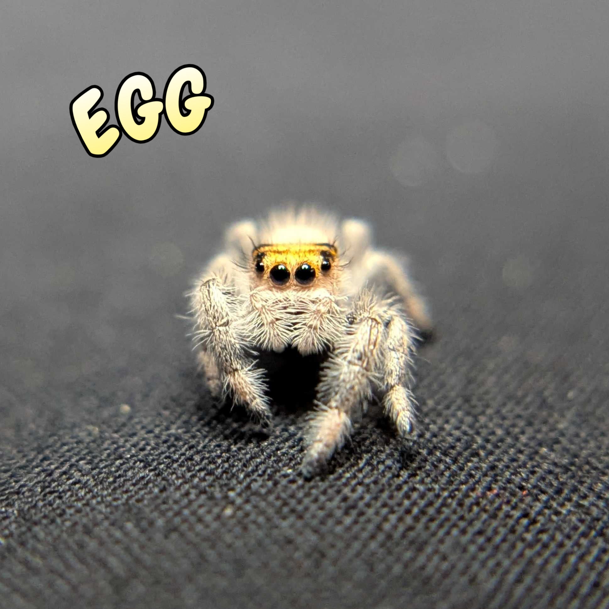 Regal Jumping Spider "Egg"