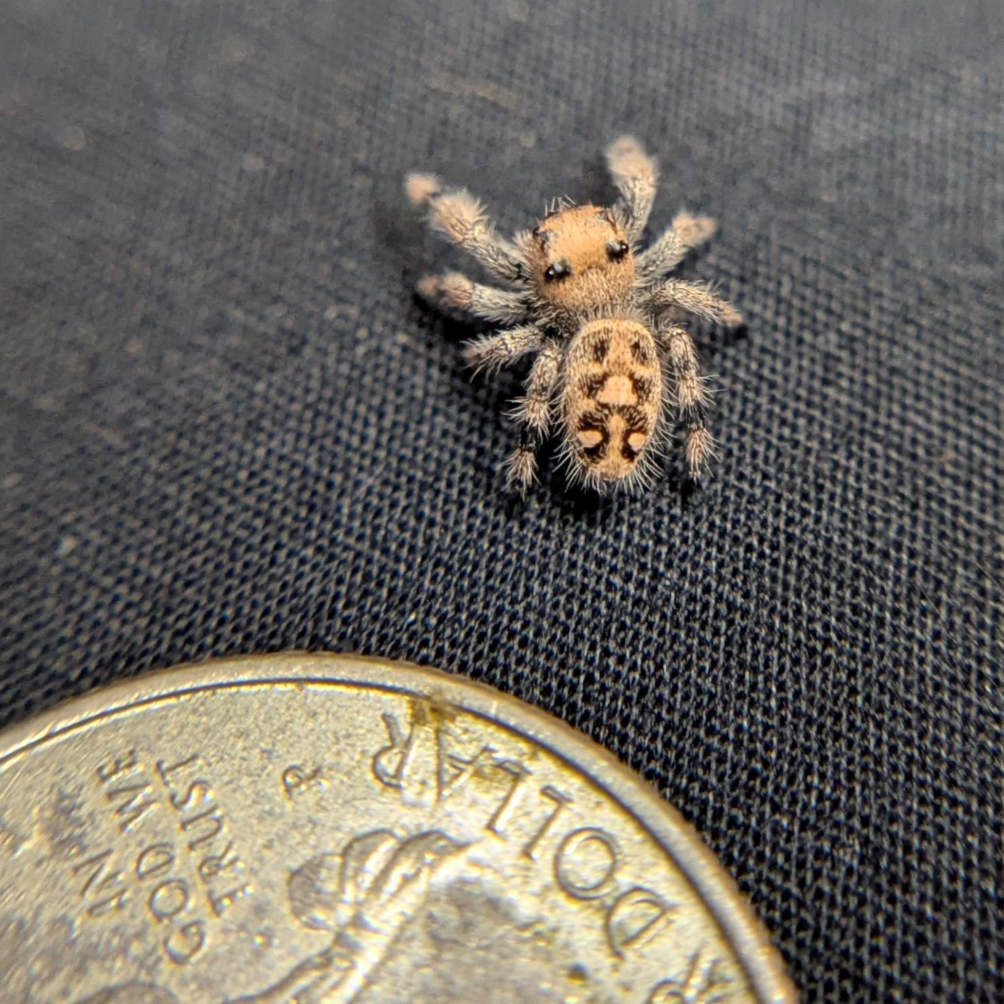 Regal Jumping Spider “Dosidos”