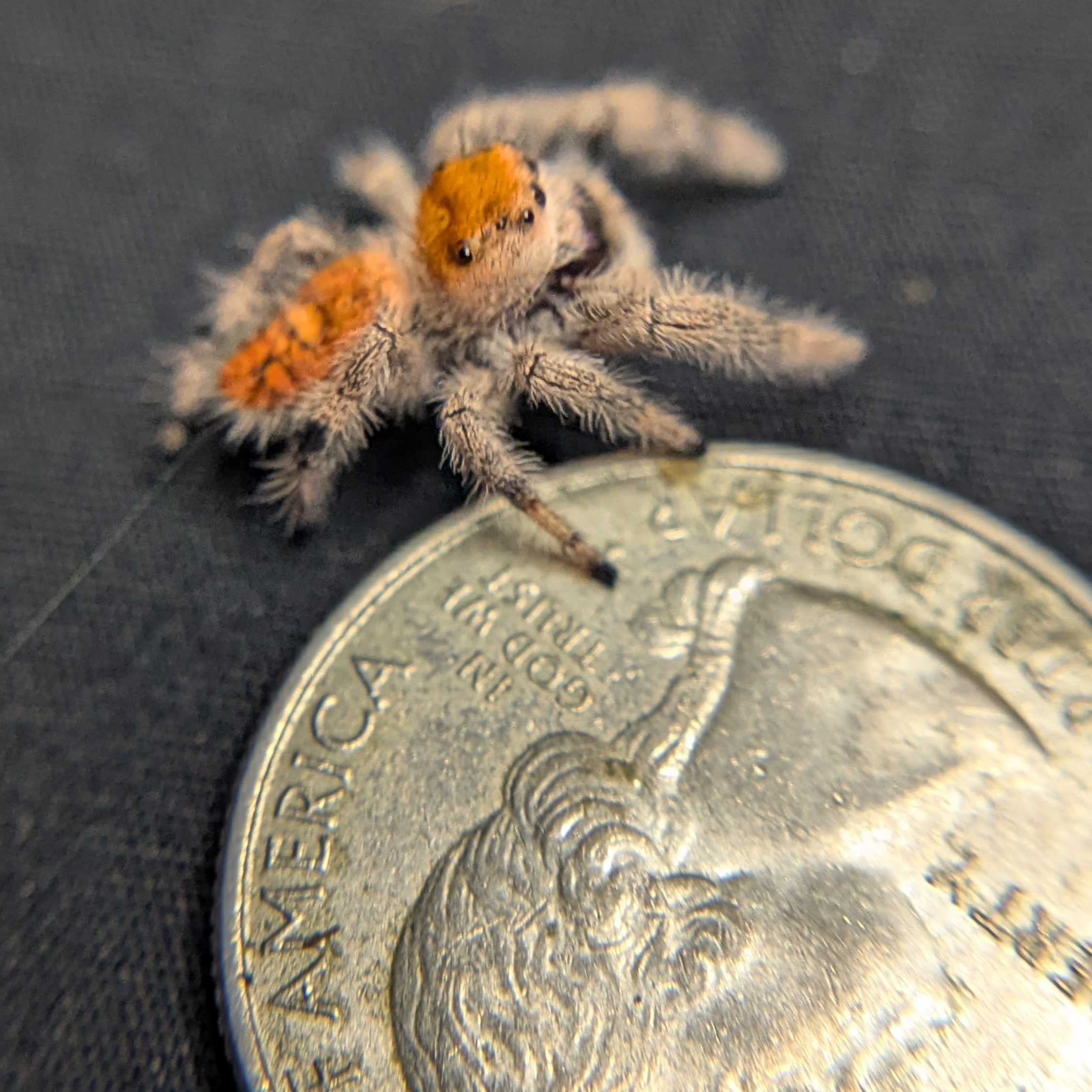 Regal Jumping Spider “Vixen”