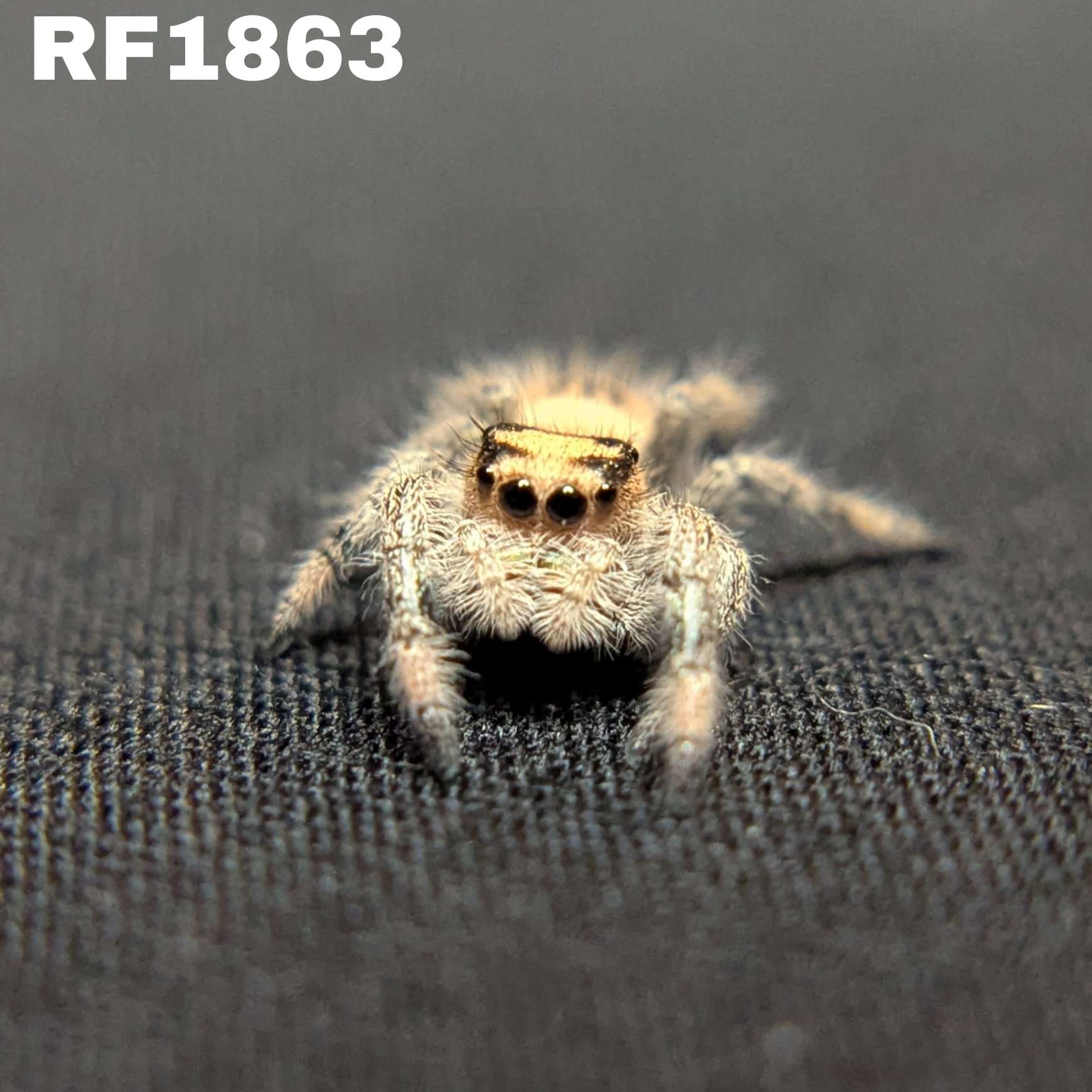 Regal Jumping Spider “Durian”