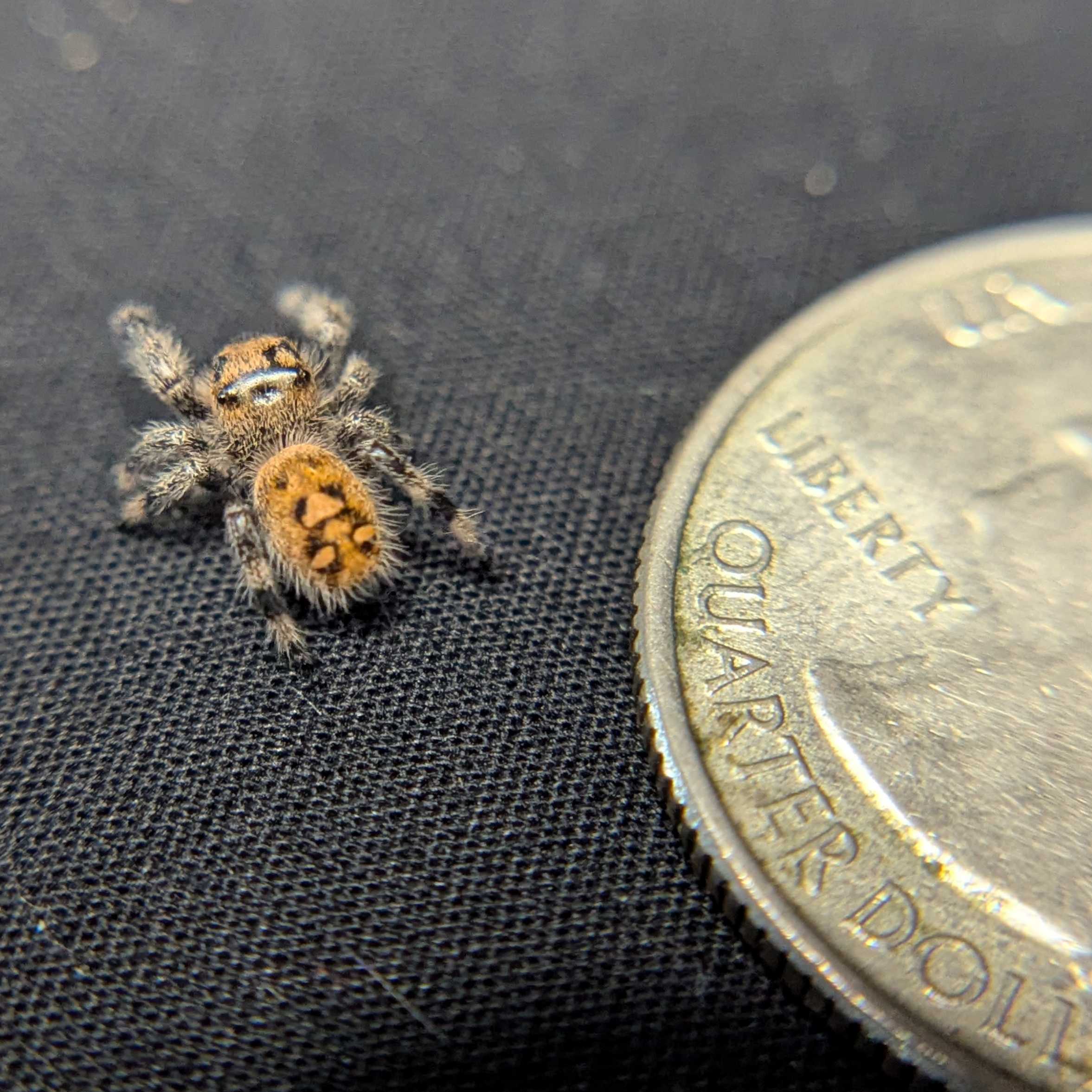 Regal Jumping Spider "Spicy"