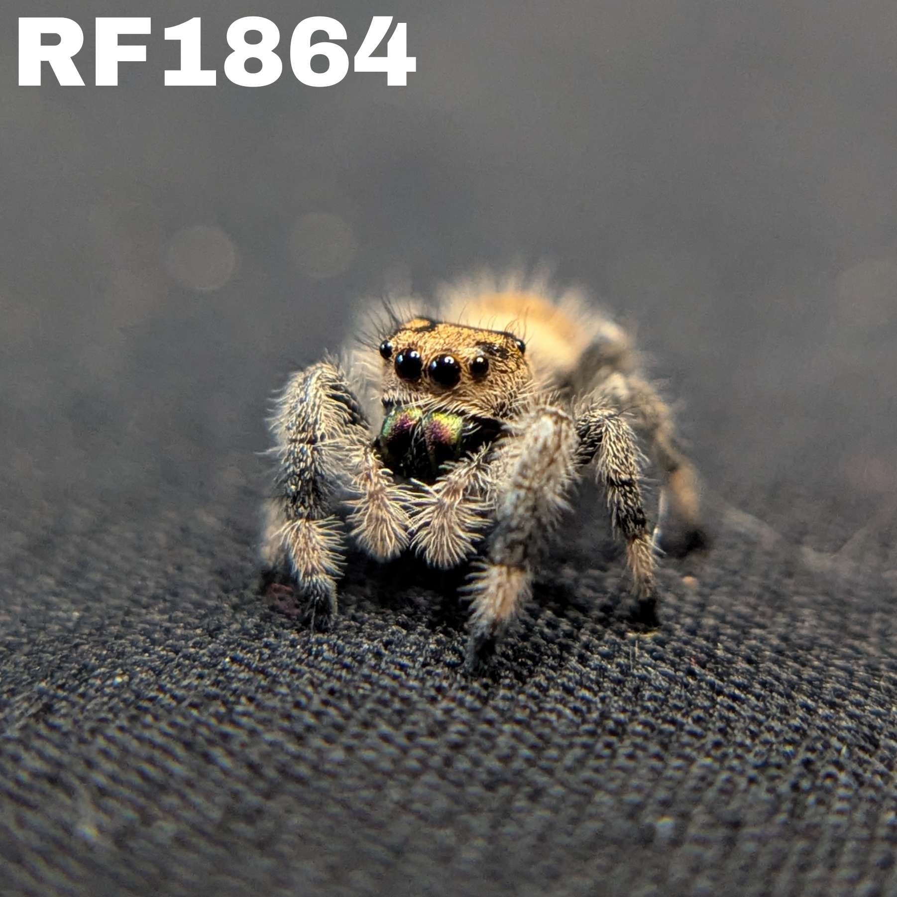 Regal Jumping Spider "Spicy"