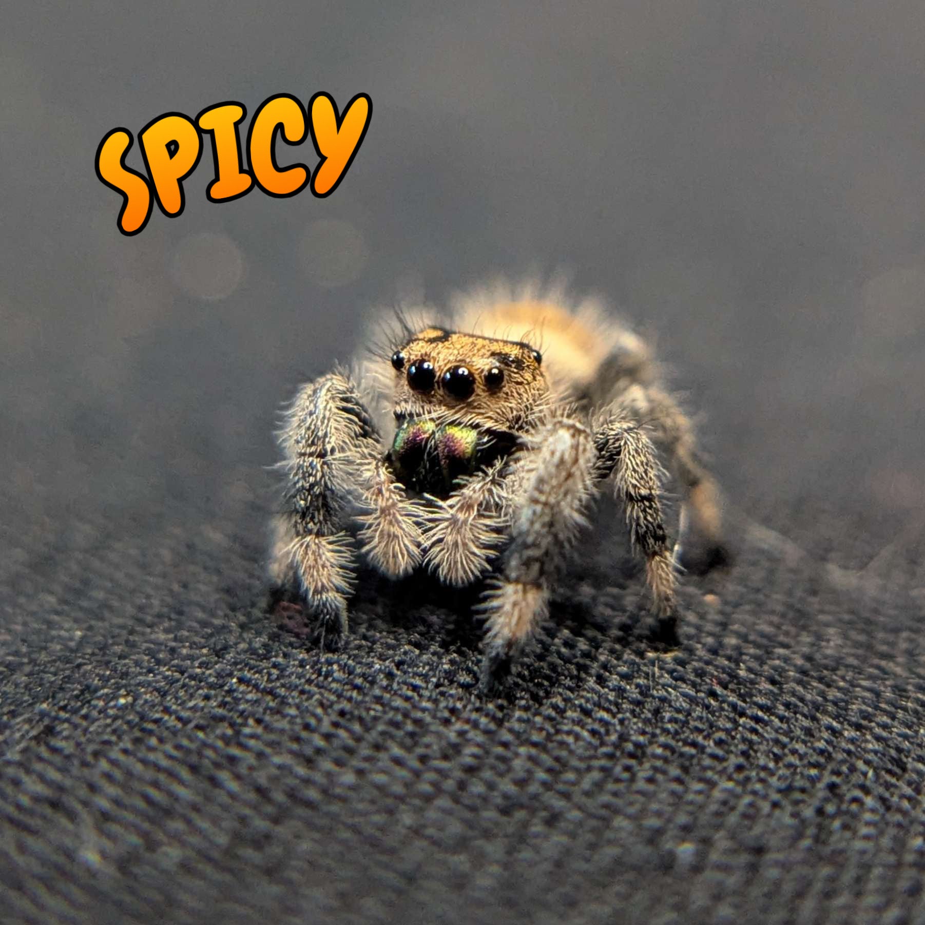 Regal Jumping Spider "Spicy"