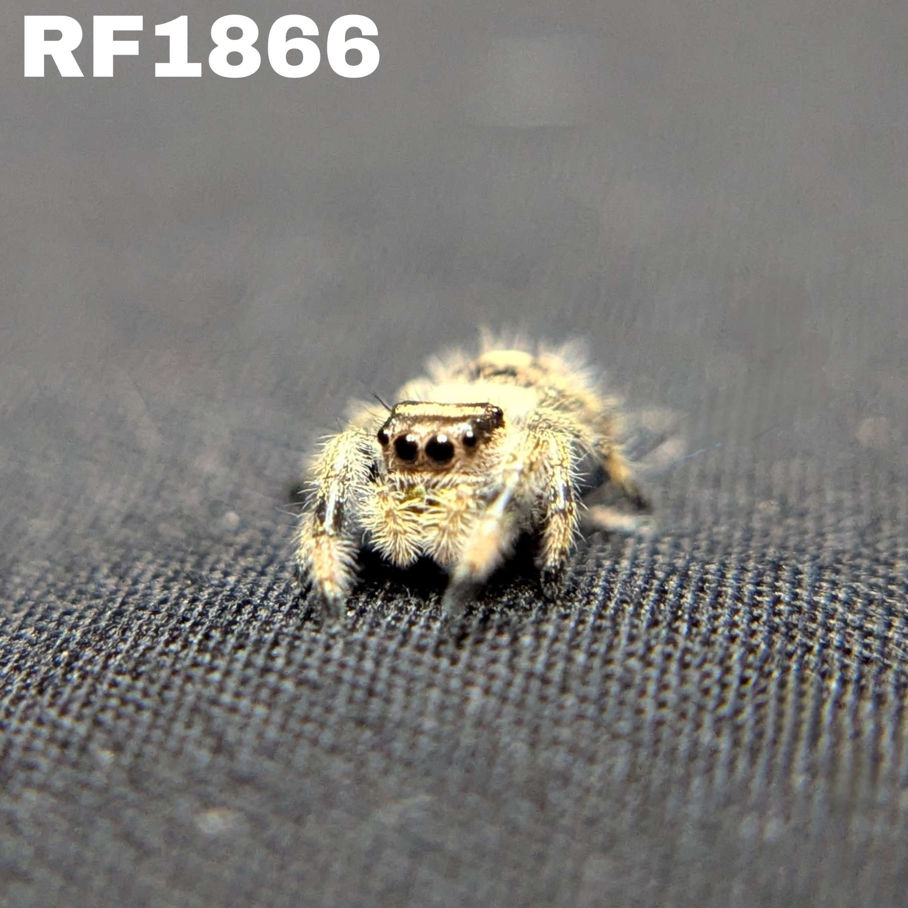 Regal Jumping Spider “Zest”