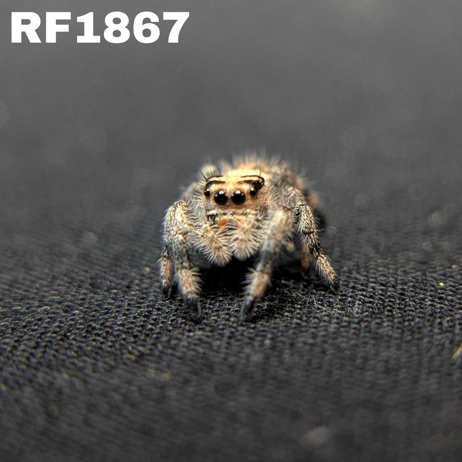 Regal Jumping Spider "Maria"