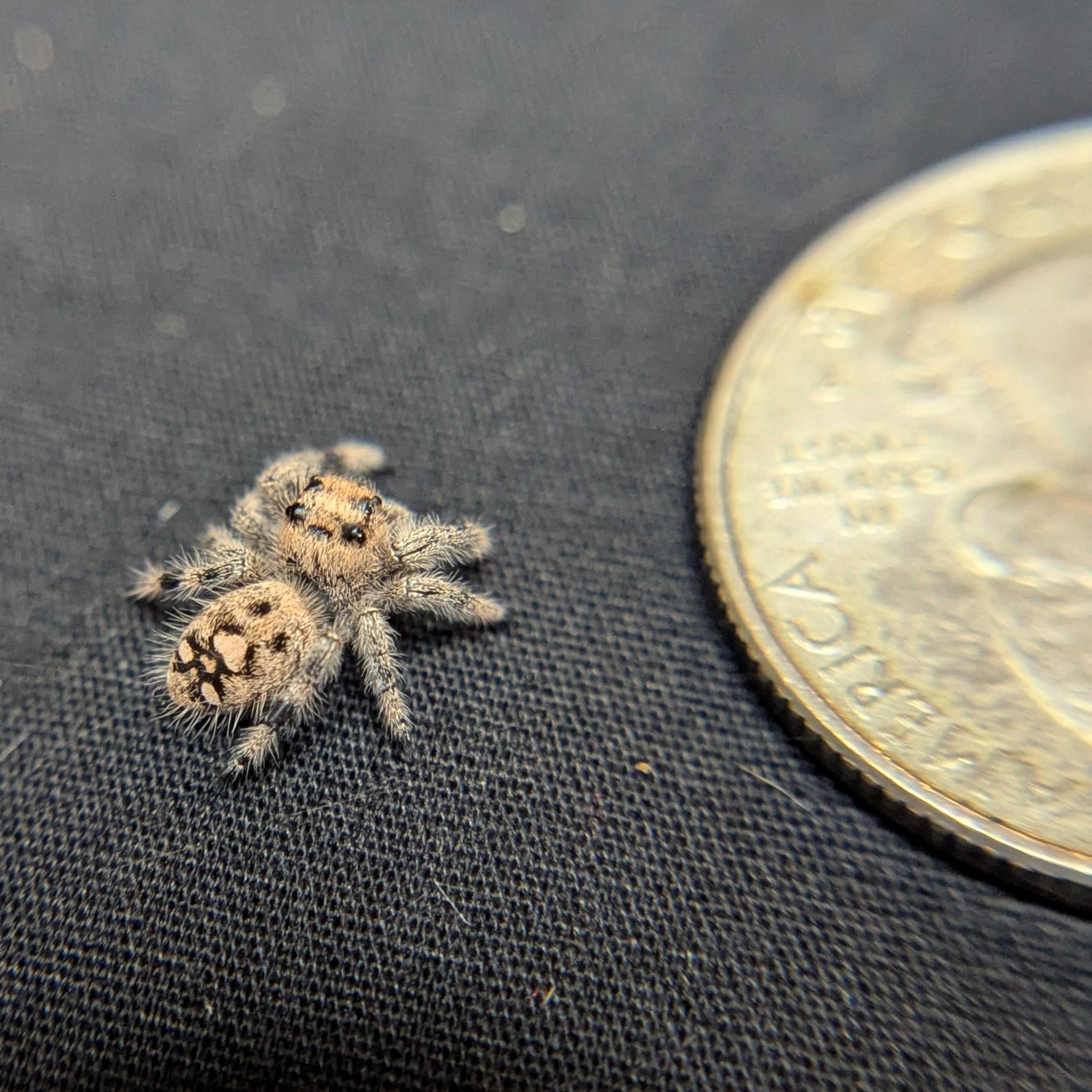 Regal Jumping Spider "Matilda"