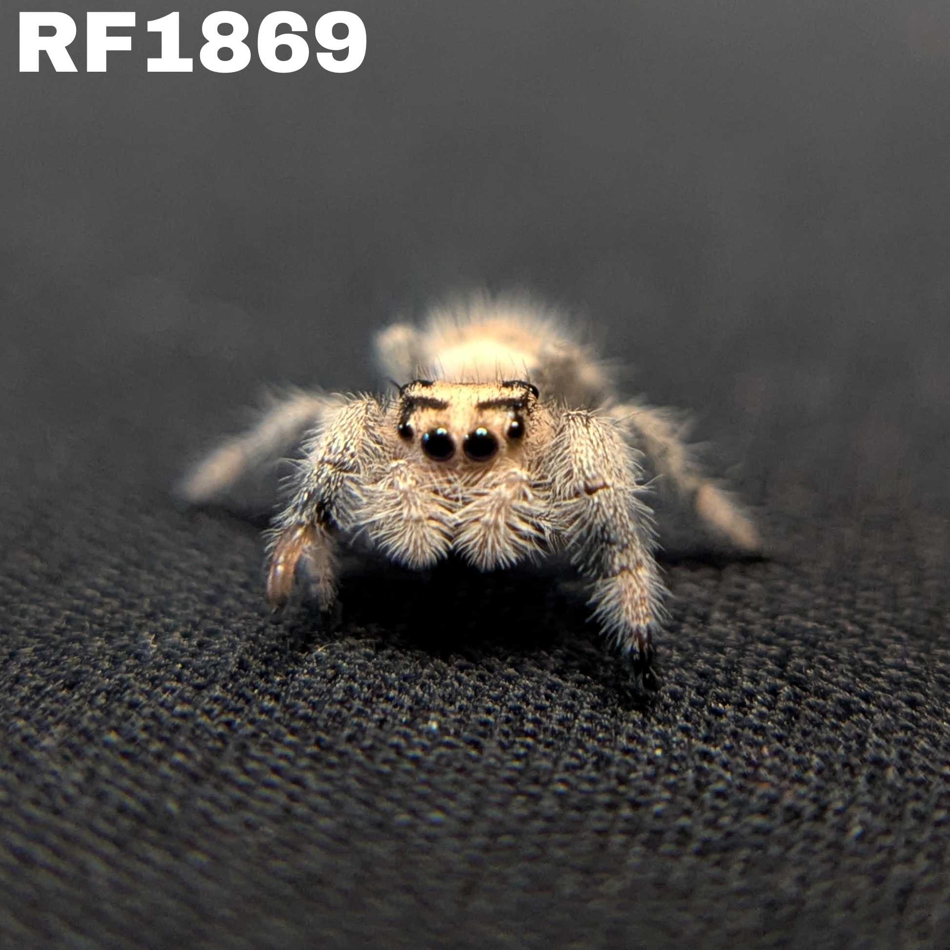Regal Jumping Spider “Primrose”